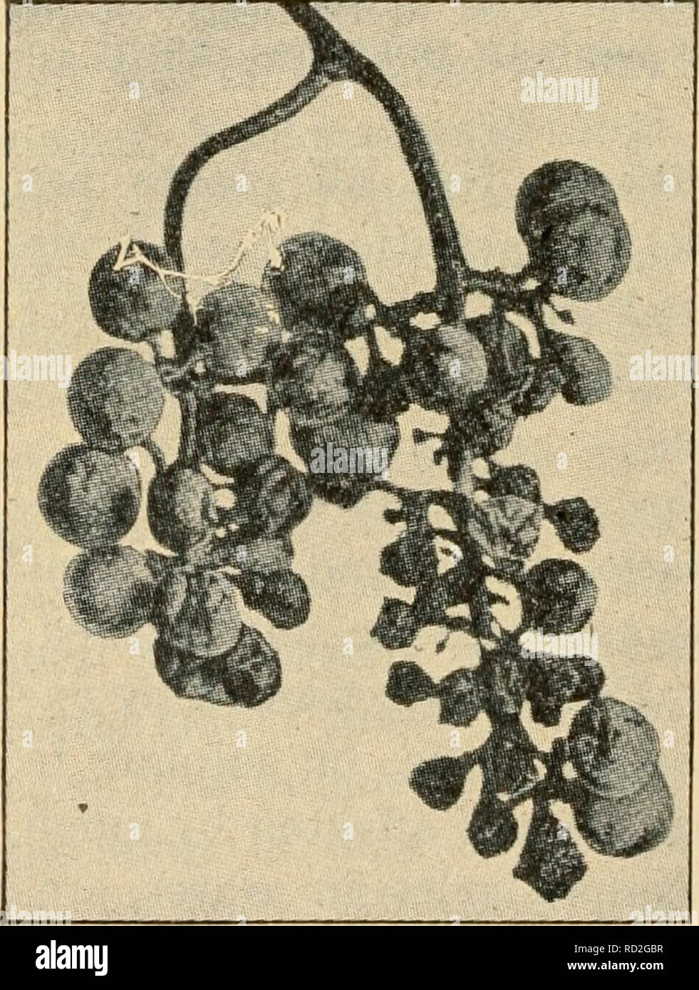 . Elementary principles of agriculture : a text book for the common schools. Agriculture. Fig.91. The &quot;brown rot&quot; of plums and peaches leaves &quot; mummies &quot; on the trees.. Fig. 92. Black rot oi grape may be pre- vented by timely use of Bordeau.^ mi.xture vitriol) known as Bor- deaux mixture (given in the Appendix) is most often used. The plants are sprayed with a very dilute solution, so that a thin film of the poison covers the leaves, stems, buds, and fruit of the plant. Spores on the surface of thoroughly sprayed plants are killed, as likewise others that fall on the plants Stock Photo