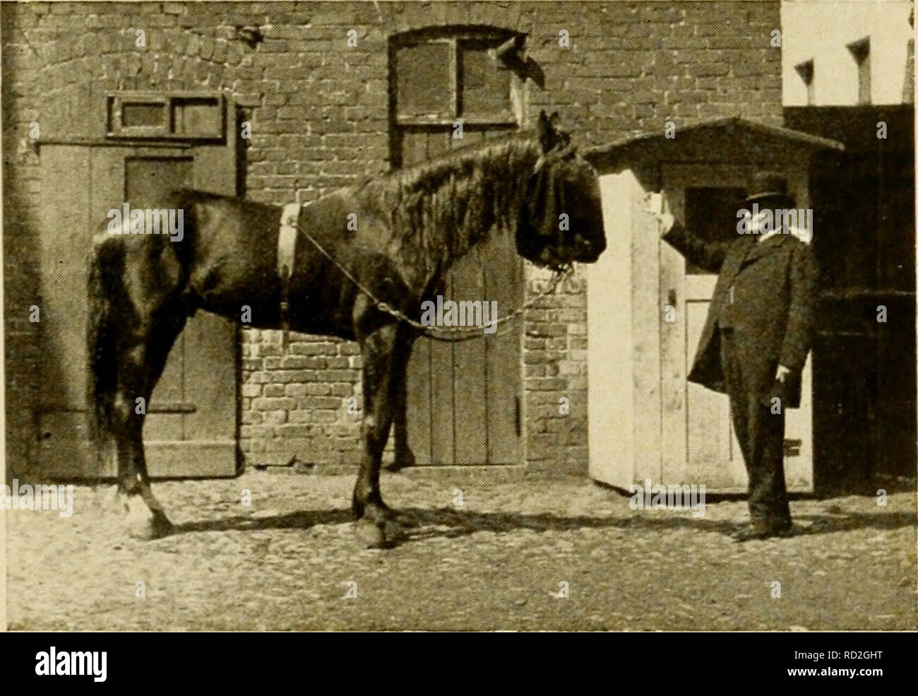Denkende Tiere Beitrage Zur Tierseelenkunde Auf Grund Eigener