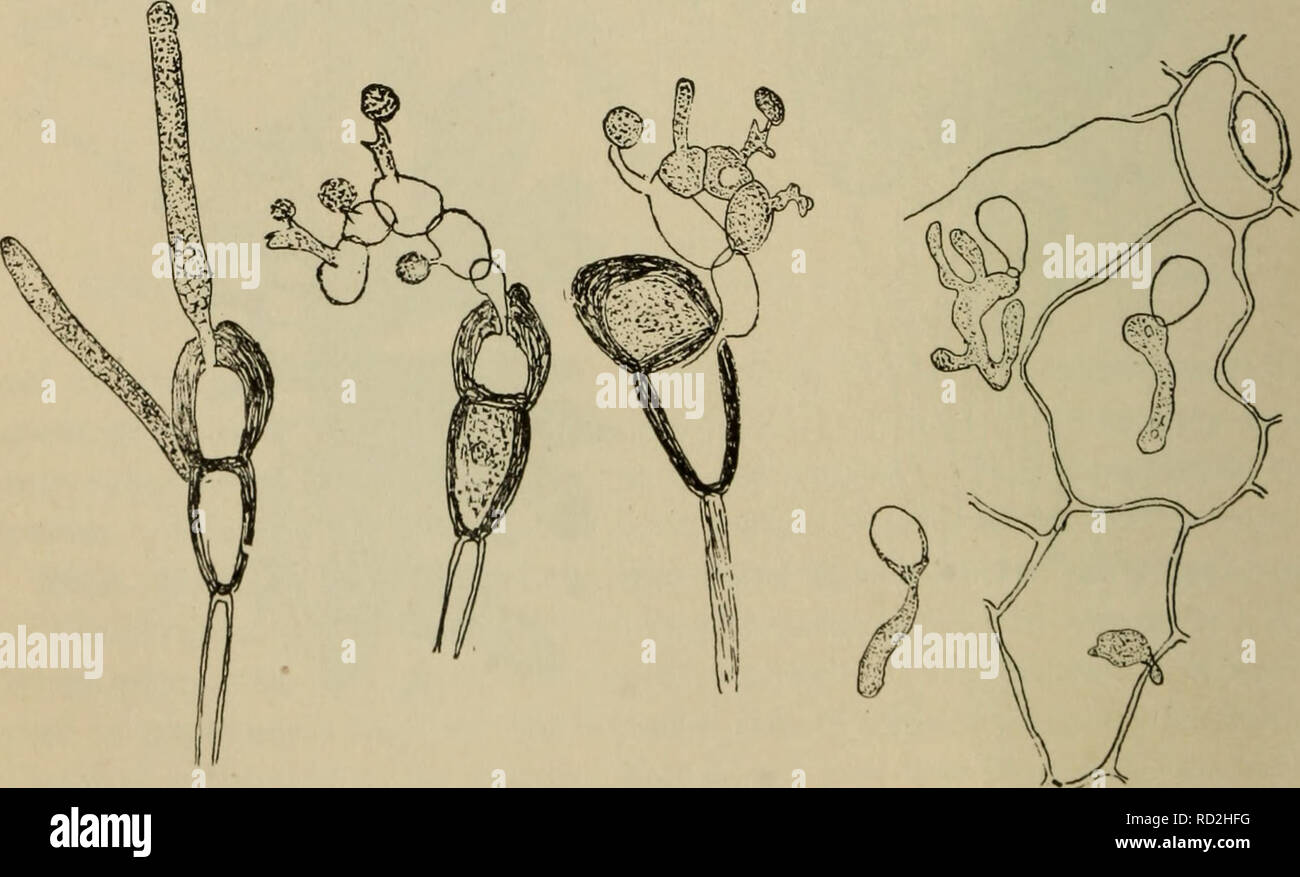 . Elementary botany. Botany. Fig. 160. Germinating uredospore of Germ tube entering the wheat rust. (After Marshall- leaf through a stoma. Ward.). 1 eleutospore tiating, forming celium. 'i. Fig. 162. Ffg. 163. germi- Promycelium of ger- Germinating sporidia entering leaf pro my- minating teleutospore, of barberry by mycelium, forming sporidia. Figs. 161-163.—Puccinia graminis (wheat rust). (Alter Marshall-Ward.). Please note that these images are extracted from scanned page images that may have been digitally enhanced for readability - coloration and appearance of these illustrations may not p Stock Photo
