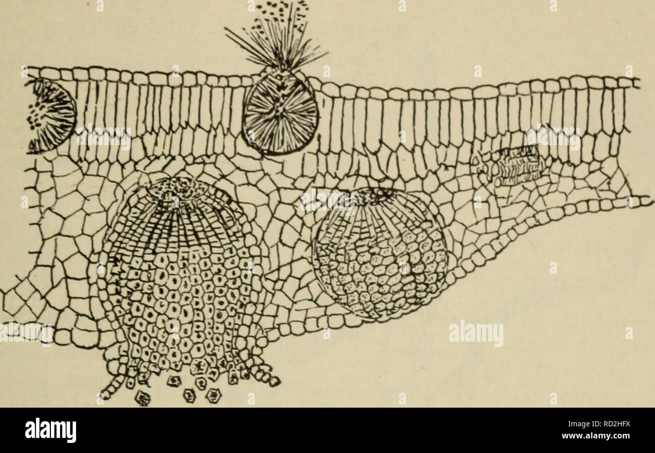 . Elementary botany. Botany. FUNGI: RUSTS. •33 294. Uredospores can produce successive crops of uredospores.—The uredo- spores are carried by the wind to other wheat or grass plants, germinate,. Fig. 157. Section through leaf of barberry at point affected with the cluster-cup stage of the wheat rust; spermagonia above, aecidia below. (After Marshall-Ward.) form mycelium in the tissues, and later the pustules with a second crop of uredospores. Several successive crops of uredospores may be developed in. Please note that these images are extracted from scanned page images that may have been digi Stock Photo