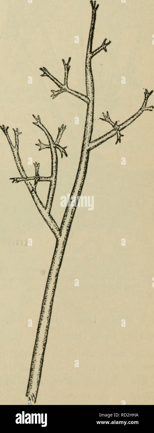 . Elementary botany. Botany. Fig- i37. Branching hypha of Peronospora alsinearum. Fig. 138. Branched hypha of downy mildew of grape showing peculiar branching (Plasmopara viticola).. Please note that these images are extracted from scanned page images that may have been digitally enhanced for readability - coloration and appearance of these illustrations may not perfectly resemble the original work.. Atkinson, George Francis, 1854-1918. New York, H. Holt and company Stock Photo