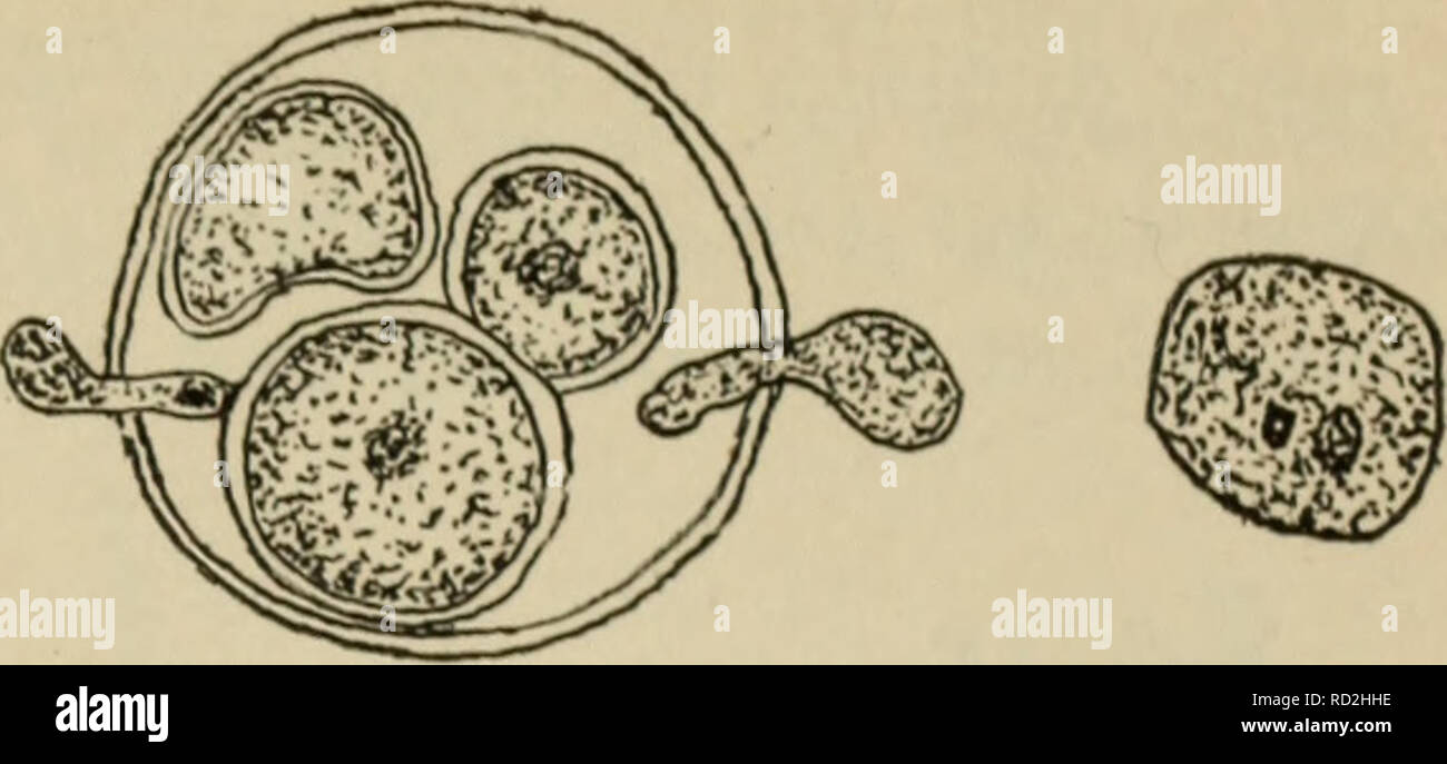 . Elementary botany. Botany. Fig. 136. Fertilization in saprolegnia, tube of antheridium carrying m the nucleus of the sperm cell to the egg. In the right-hand figure a smaller sperm nucleus is about to fuse with the nucleus of the egg. (After Humphrey and Trow.). Please note that these images are extracted from scanned page images that may have been digitally enhanced for readability - coloration and appearance of these illustrations may not perfectly resemble the original work.. Atkinson, George Francis, 1854-1918. New York, H. Holt and company Stock Photo