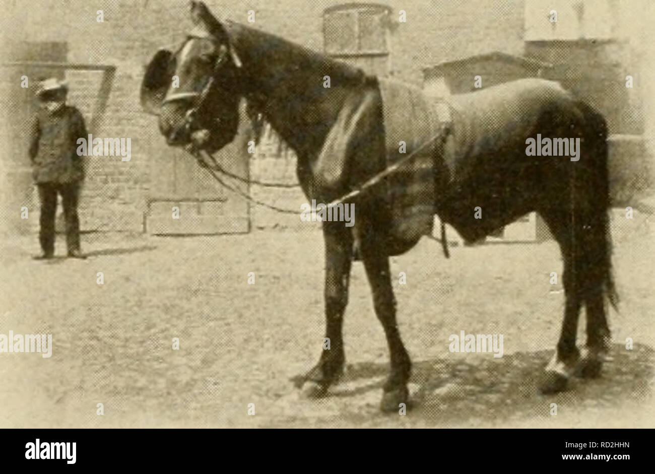 Denkende Tiere Beitrage Zur Tierseelenkunde Auf Grund Eigener