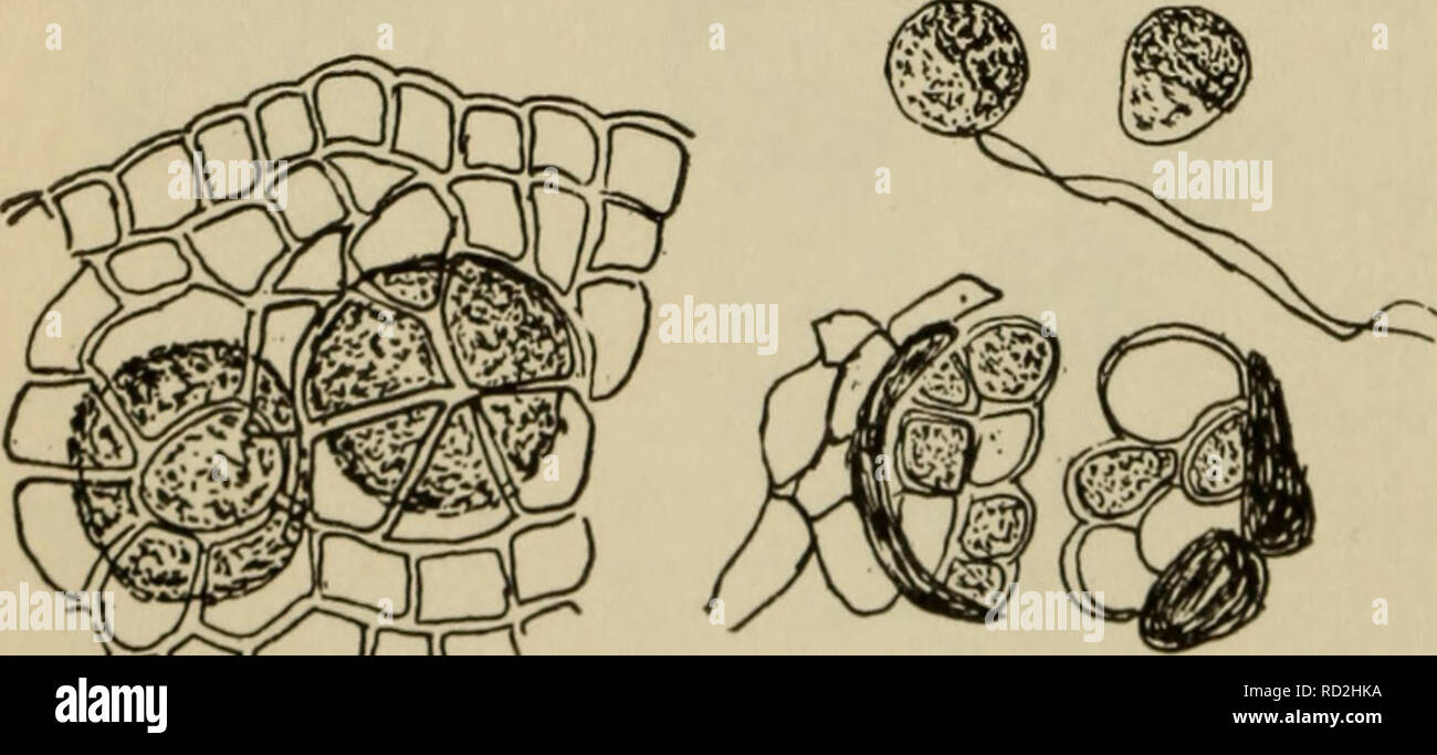. Elementary botany. Botany. Fig. 116. Coleochaete soluta ; at left branch bearing oogonium (oog); antheridia (ant); egg in oogonium and surrounded by enveloping threads ; at center three antheridia open, and one spermatozoid ; at right sporocarp, mature egg inside sporocarp wall. cell elongates into a slender tube which opens at the end to form a channel through which the spermatozoid may pass down to the egg. The egg is • formed of the contents of the cell (fig. 116). Several oogonia are formed on one plant, and in such a 183? plant as C. scutata they are formed in a ring near the margin of  Stock Photo