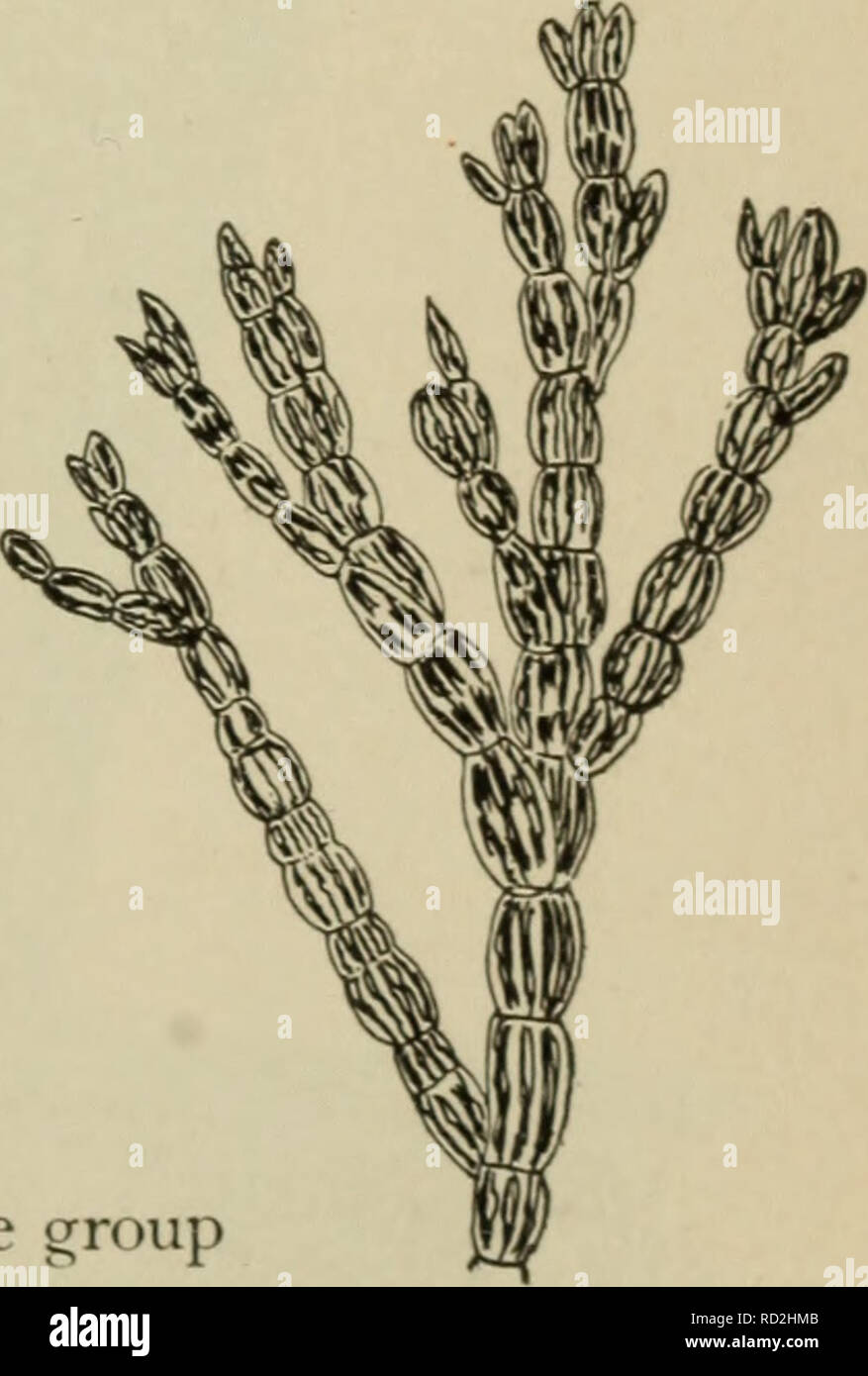 . Elementary botany. Botany. produce the vegetative thread of oedogonium directly, but first forms four zoospores, each of which is then capable of developing into the thread. On the other hand we found that in spirogyra the zygo- spore develops directly into the thread form of the plant. 245. Position of oedo- gonium.—CEdogonium is one of the true thread-like algae, green in color, and the threads are divided into distinct cells. It. along with many relatives, was once placed in the old genus conferva. These are all now placed in the group CcmfervoidecE, that is, the conferva-like algcr. 246. Stock Photo