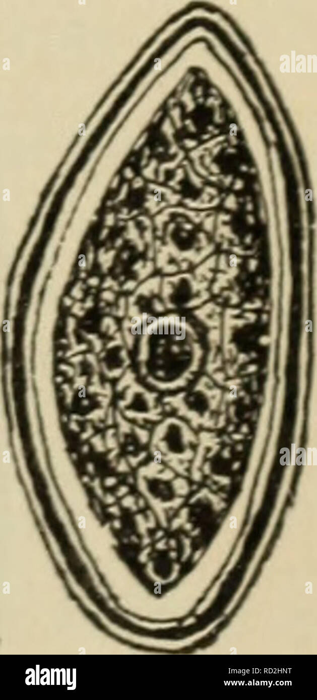 Elementary botany. Botany. Fig. 88. Fertilization in ...