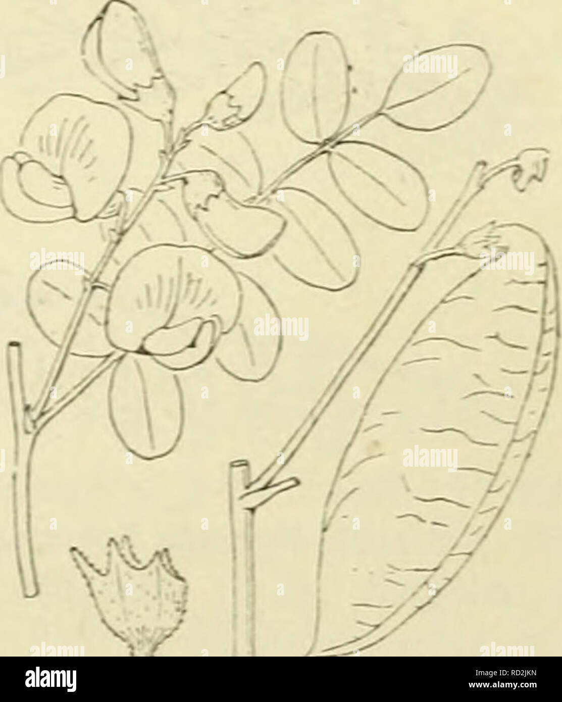 De flora van Nederland. Plants. Gale£;a officinalis Fig. 5. Colüteai) L. De C. arboréscens-; L. Blazenstruik (fig. 796). Deze plant is rechtopstaande, vertakte heester, die los met bladen