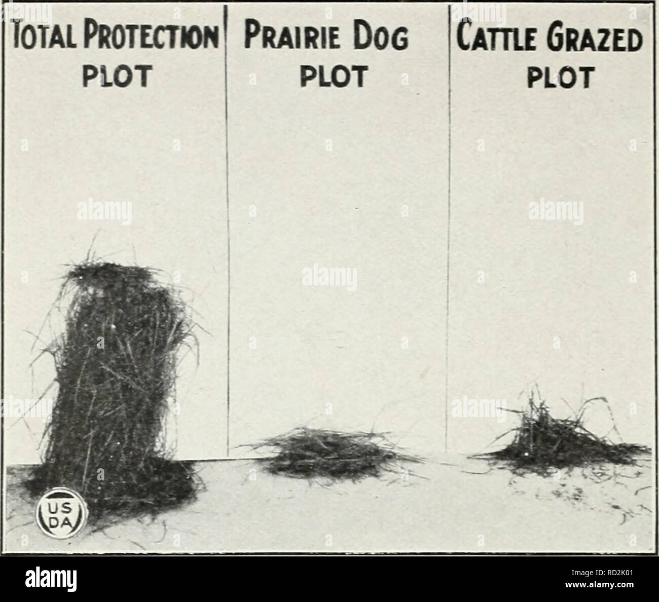 . Damage to range grasses by the Zuni prairie dog. Grasses; Forage plants; Prairie dogs. Bui. 1227, U. S. Dept. of Agriculture. Plate VI. Fig. I.—Dropseed (Sporobolus cryptandrus* Clippings Made in Fall at Coconino, Ariz. Prairie do^s here had grazed this grass even moro closely than had cattle. Total Protection plot Prairie Dog plot. Please note that these images are extracted from scanned page images that may have been digitally enhanced for readability - coloration and appearance of these illustrations may not perfectly resemble the original work.. Taylor, Walter P. (Walter Penn), l888-; Lo Stock Photo
