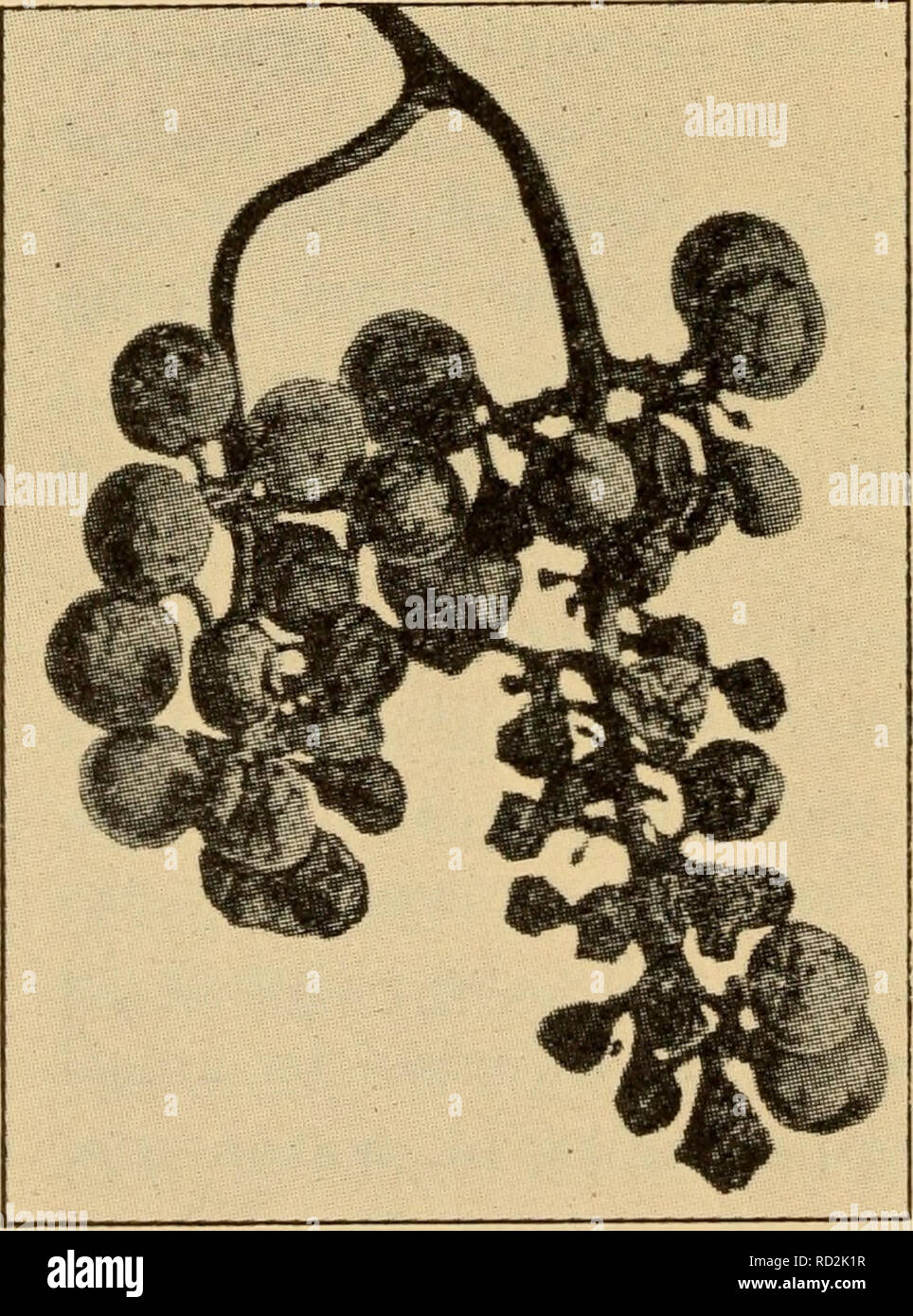 . Elementary principles of agriculture; a text book for the common schools. Agriculture. Fig.91. The &quot;brown rot&quot; of plums and peaches leaves &quot;mummies&quot; on the trees.. Fig. 92. Black rot of grape may be pre- vented by timely use of Bordeaux mixture vitriol) known as Bor- deaux mixture (given in the Appendix) is most often used. The plants are sprayed with a very dilute solution, so that a thin film of the poison covers the leaves, stems, buds, and fruit of the plant. Spores on the surface of thoroughly sprayed plants are killed, as Ukewise others that fall on the plants. It i Stock Photo
