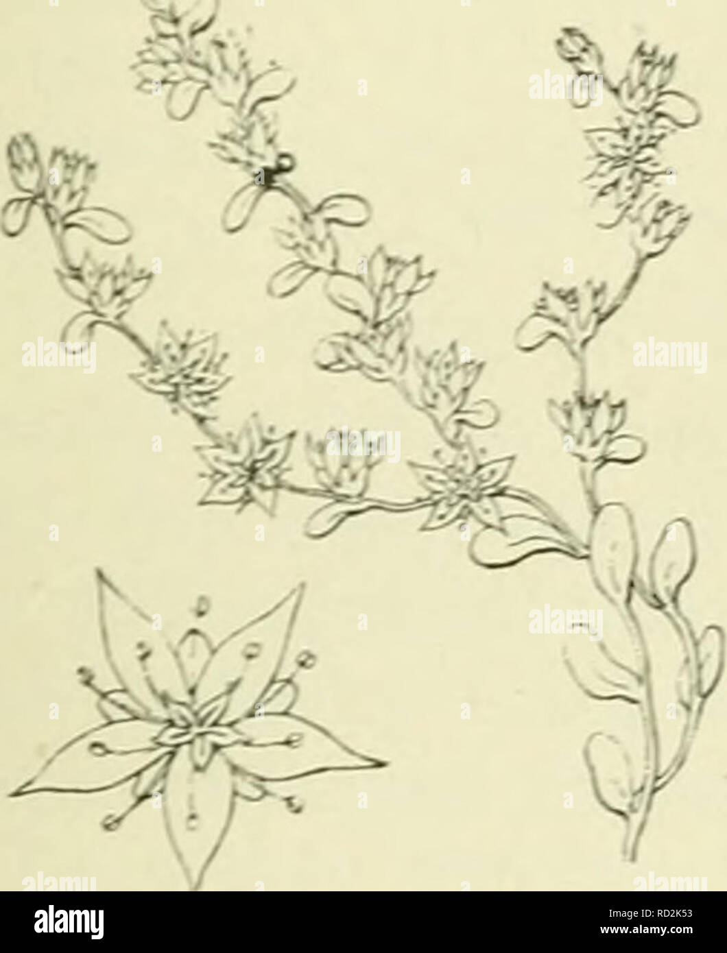 . De flora van Nederland. Plants. De bloemen staan in kleine trossen , die een lanj,'c pluim vormen en zijn wit De kelkslippen zijn lancetvormif;, spits. De kroonbladen zijn lancetvormig, ^enaa maal zoo lang als de kelk. Zij zijn wit met aan de buiten- zijde een groene kiel, als de stengel groen is, doch is deze rood, dan zijn zij ook roodachtig. De vruchten zijn opgericht, langwerpig, toegespitst, overlangs fijn gegroefd. O of OO. 10-40 cM. Juni—Augustus. Voorkomen in Europa en in Nederland. De plant komt in Midden- en Zuid-Europa in heggen, bosschen en op steenachtige, doch beschaduwde plaat Stock Photo