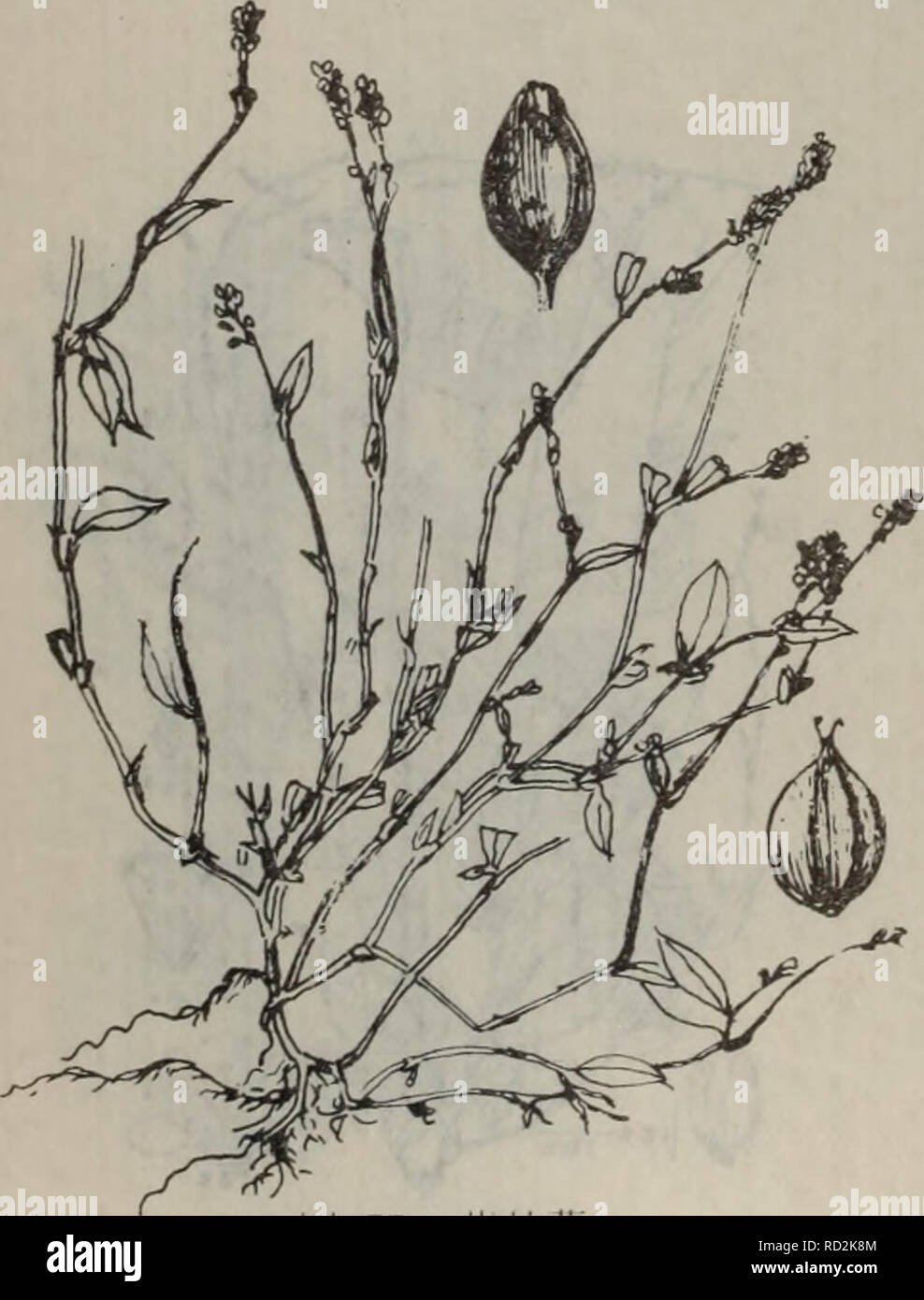 Da Lian Di Qu Zhi Wu Zhi Botany 14 A Aeei A 177 Polygonum Prooumbens Chang Et Li A Ae ºc C A 2 47 1959 A A C Gt Vmaº 1 1a251 1 C I Ea A Aeaea I C E ei Ae T ea E E Ac A I Ccc F I A C A E E Cc Ae I A A C Aeaee Ae C I A Ae Ea I C Fe Eae Ae I E C Ae Da Lian Di Qu Zhi Wu Zhi Botany 14 A Aeei A 177 Polygonum Prooumbens Chang Et Li A Ae ºc C A 2 47 1959 A A C Gt Vmaº 1 1a251 1 C I Ea A Aeaea I C E ei Ae T ea E E Ac A I Ccc F I A C A E E Cc Ae I A A C Aeaee Ae C I A Ae Ea I C Fe Eae Ae I E C Ae
