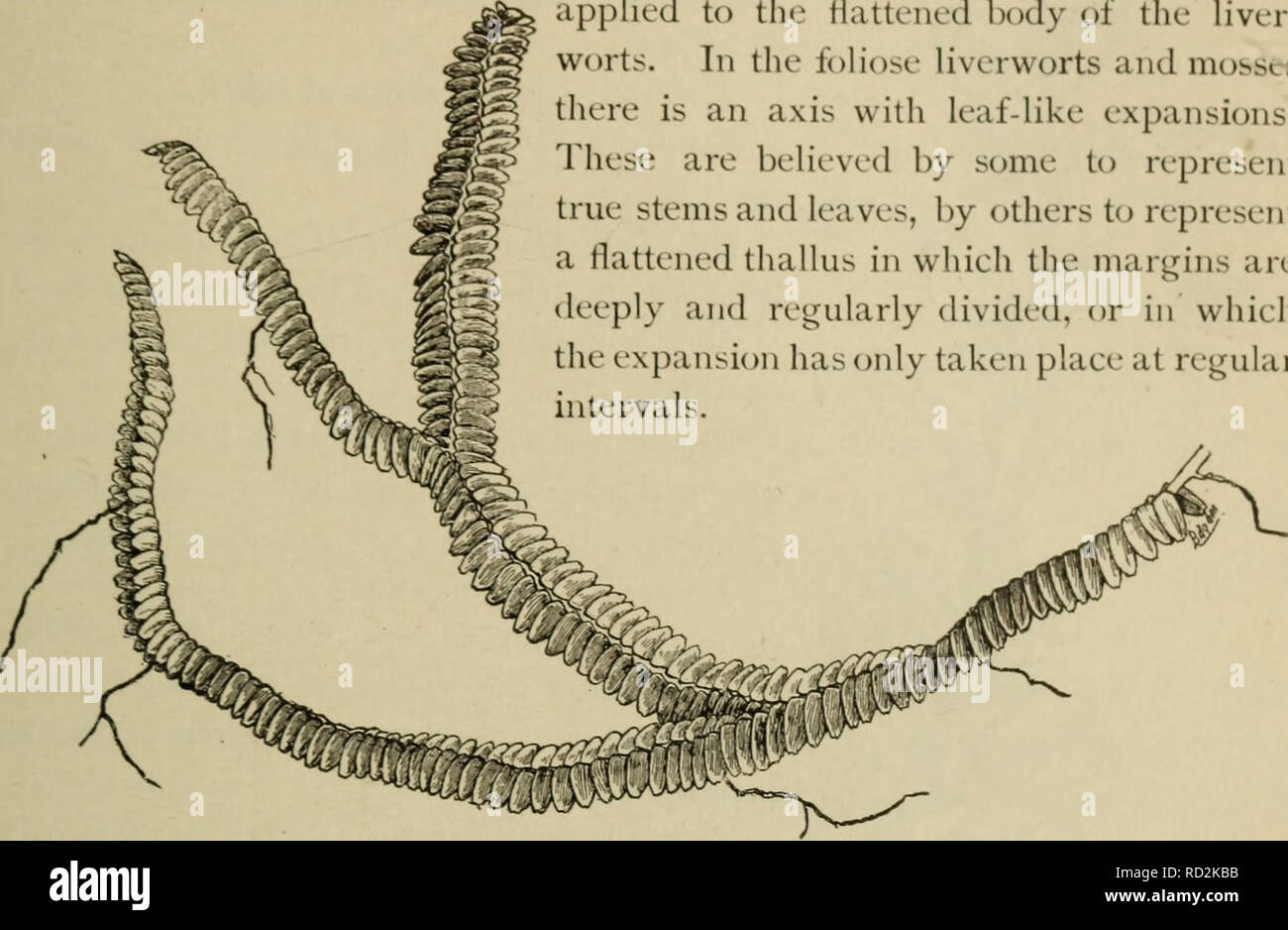 . Elementary botany. Botany. NUTRITION; MEMBERS PLANT BODY. 73 applied to the plant body of all the lower plants, the algae and fungi. The algae and fungi together are sometimes called the thallophytes^ or thallus plants. The word thallus i- also sometimes applied to the flattened body of the liver- worts. In the foliose liverworts and mos&amp; - there i&gt; an axis with Leaf-like expansions! These are believed by some to represent true stems and leaves, by others to represent a flattened thallus in which the margins are deeply and regularly divided, or in which the expansion has only taken pl Stock Photo