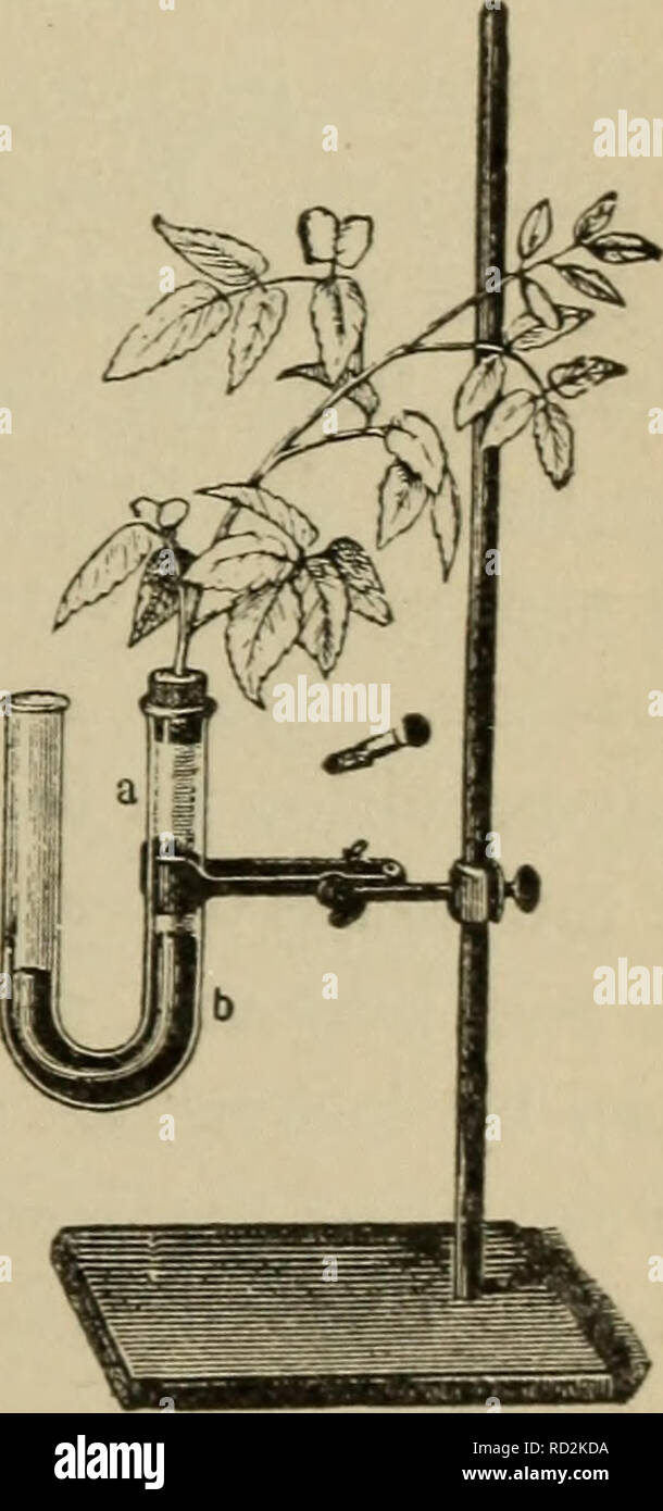Elementary Botany Botany Transpira Vox 39 Membrane Then Which Is Only Slowly Permeable To The Water Of The Cell Sap I Gt Here A Very Important Factor In Checking The Too Rapid Loss