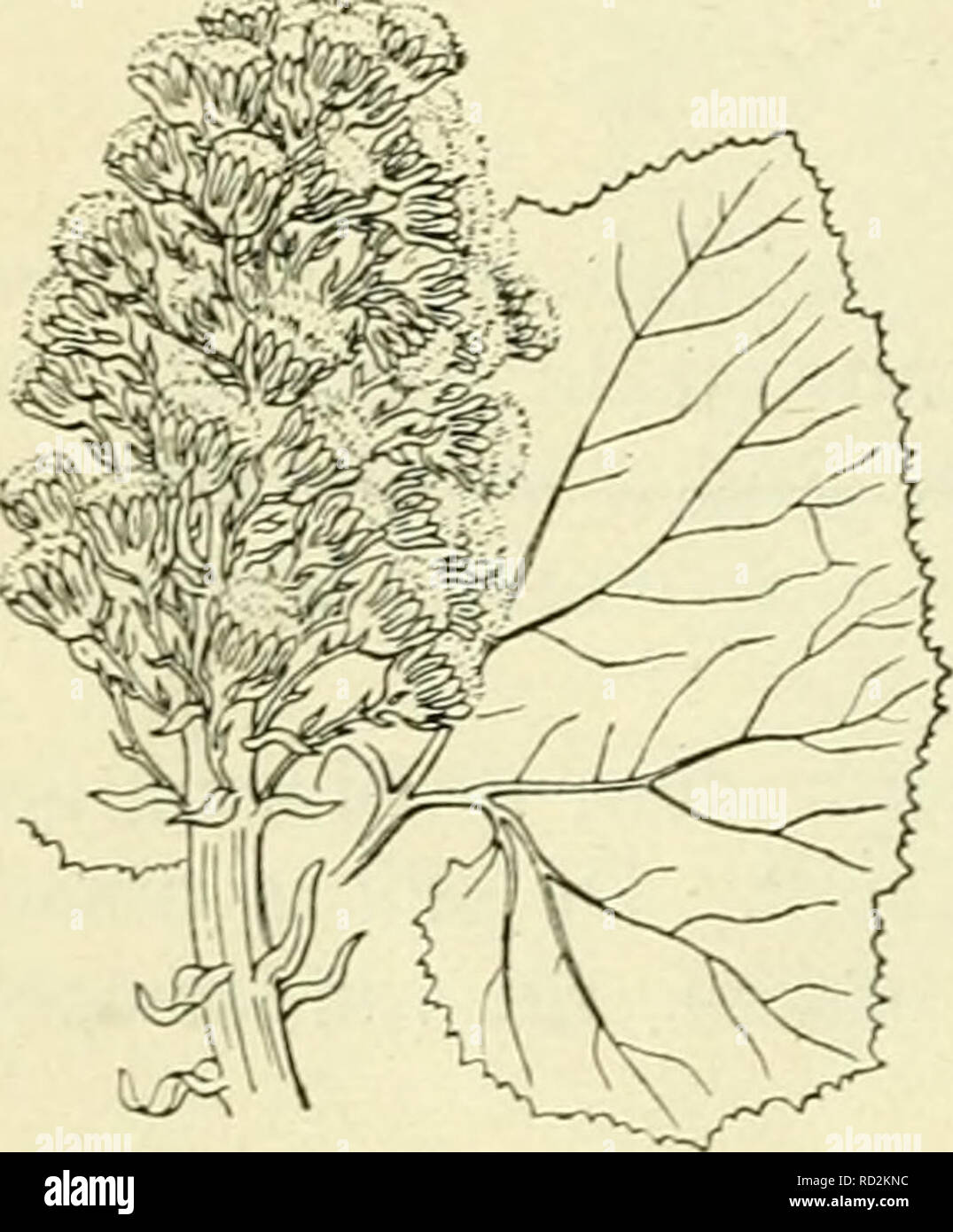 Planten (Nectar) oefenen | StudyGo, image size:1075x1390