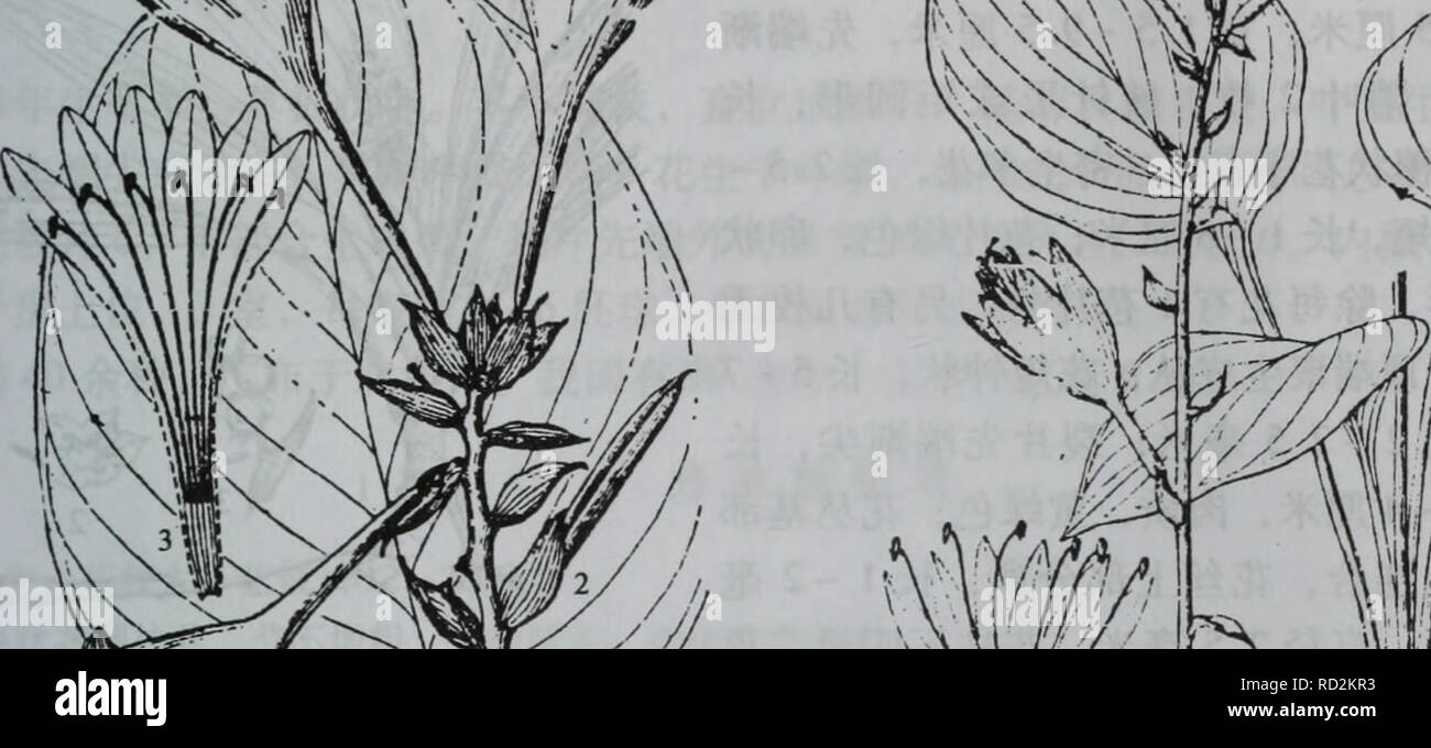 Hosta E High Resolution Stock Photography And Images Alamy