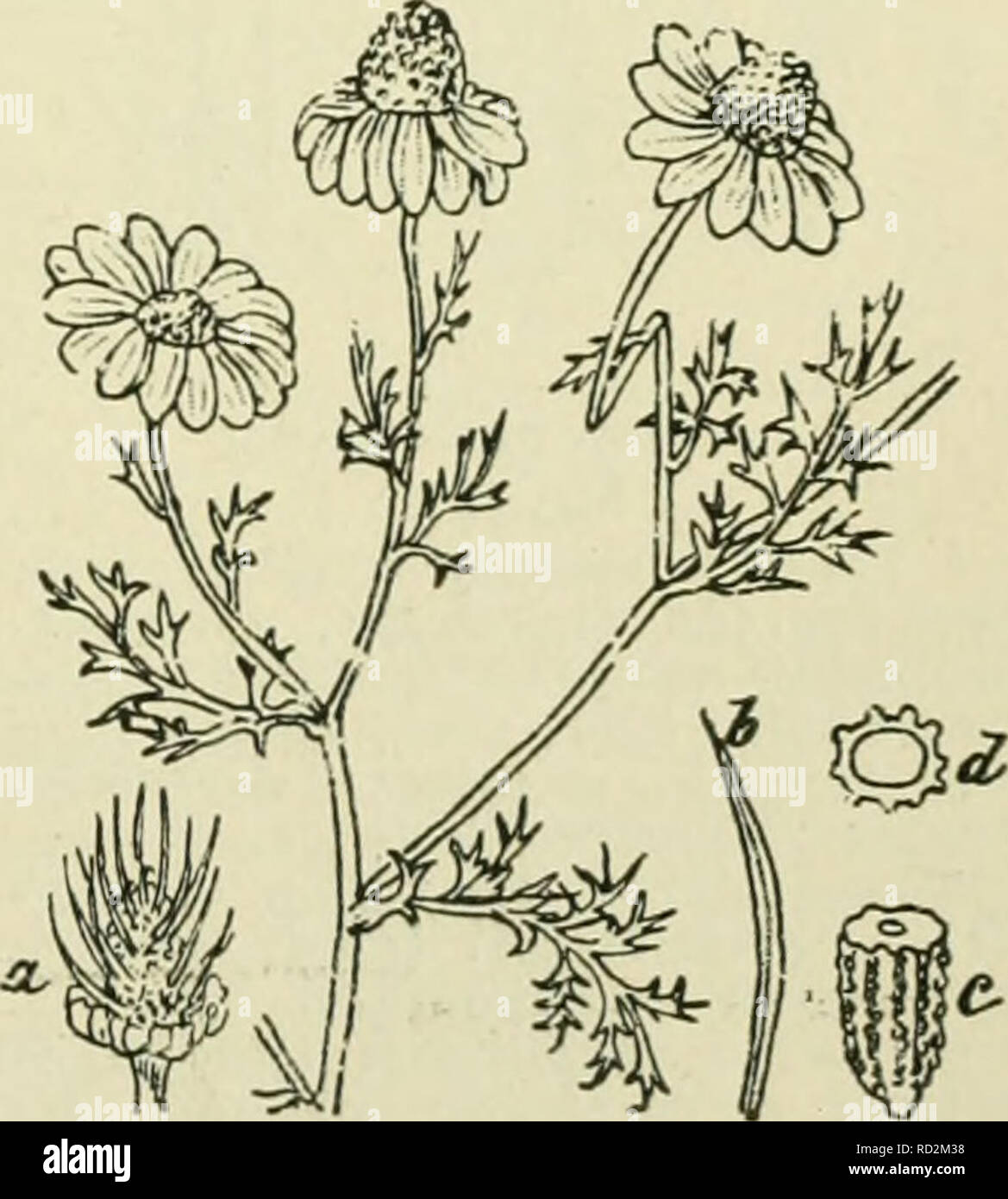 . De flora van Nederland. Plants. A. ruthènica') M. B. R ii 1 11 cc n se 11 c kamille (fi^- 474). De plant gelijkt veel op A. arvensis, doch is grijswollig door afstaande haren. De bladen zijn dubbel vindeelig met breedere bladslippcn dan bij A. arvensis. De bloembodem is lang cylindrisch, van binnen met merg gevuld. De strooschubben zijn lancetvormig, naar boven iets verbreed, stomp, getand, gaan plotseling in de stekel- punt over. Zij zijn veel teerder en door- schijnender dan bij A. arvensis. De bin- nenste vruchten hebben een kort vliezig, de buitenste vaak een scheef afgeknot kroontje. Ov Stock Photo