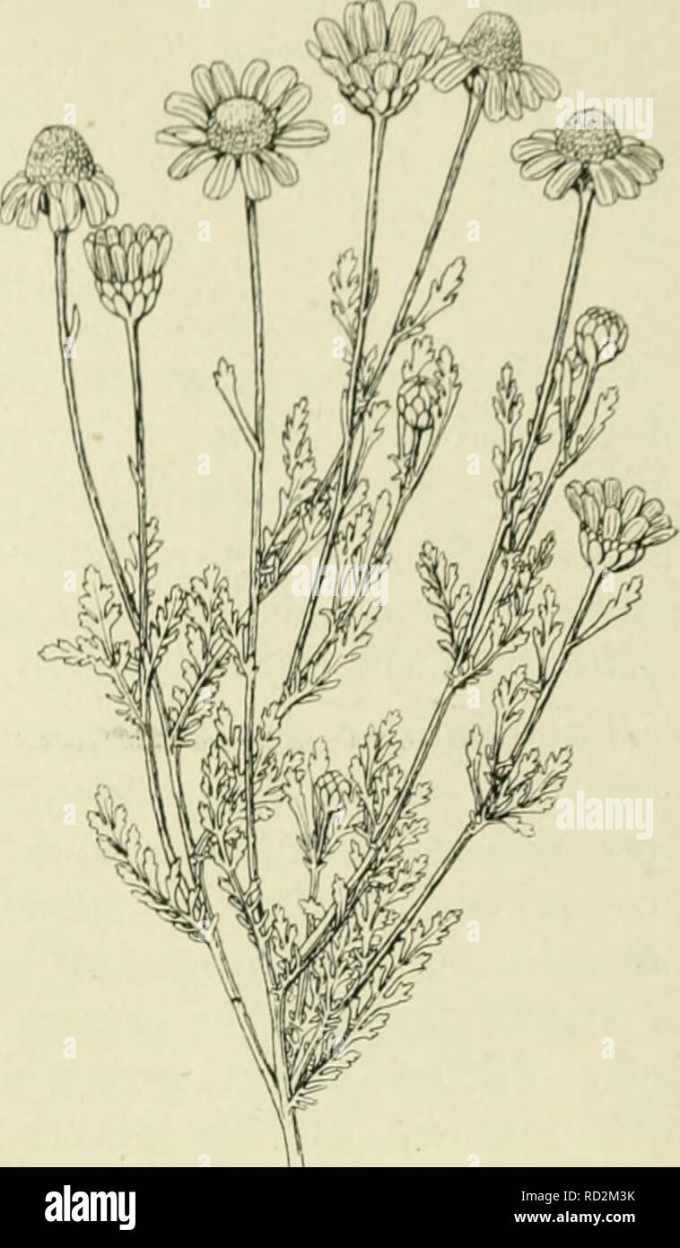 . De flora van Nederland. Plants. FAMILIE 109. COMPOSITAE. — 383. A. ruthènica') M. B. R ii 1 11 cc n se 11 c kamille (fi^- 474). De plant gelijkt veel op A. arvensis, doch is grijswollig door afstaande haren. De bladen zijn dubbel vindeelig met breedere bladslippcn dan bij A. arvensis. De bloembodem is lang cylindrisch, van binnen met merg gevuld. De strooschubben zijn lancetvormig, naar boven iets verbreed, stomp, getand, gaan plotseling in de stekel- punt over. Zij zijn veel teerder en door- schijnender dan bij A. arvensis. De bin- nenste vruchten hebben een kort vliezig, de buitenste vaak  Stock Photo
