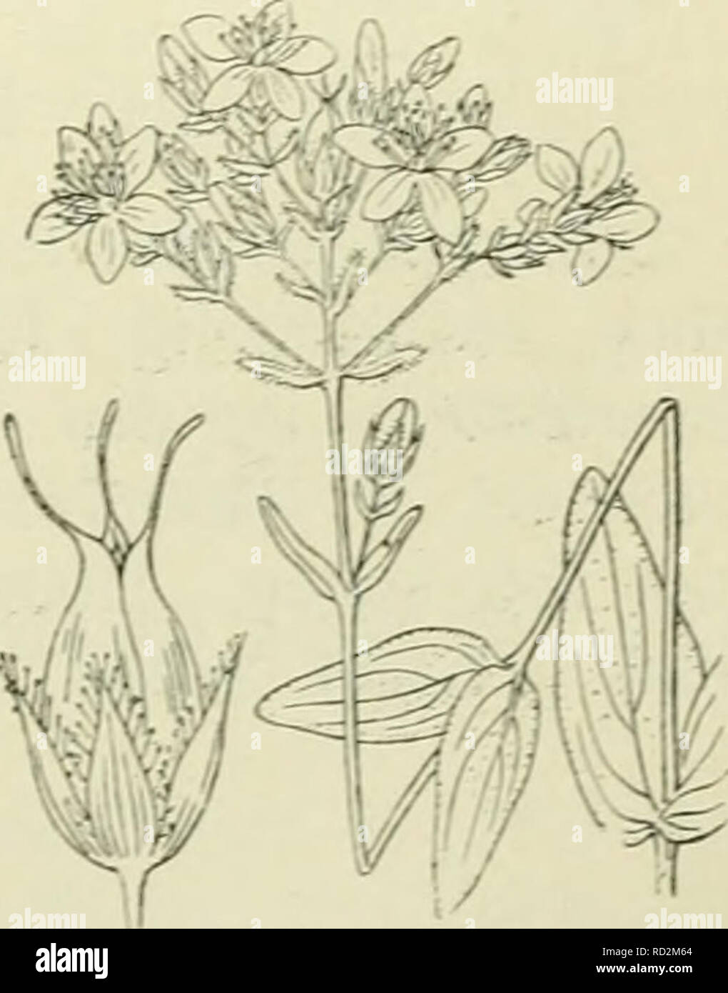 de-flora-van-nederland-plants-hyperictun-palchrum-fig-407-kelk