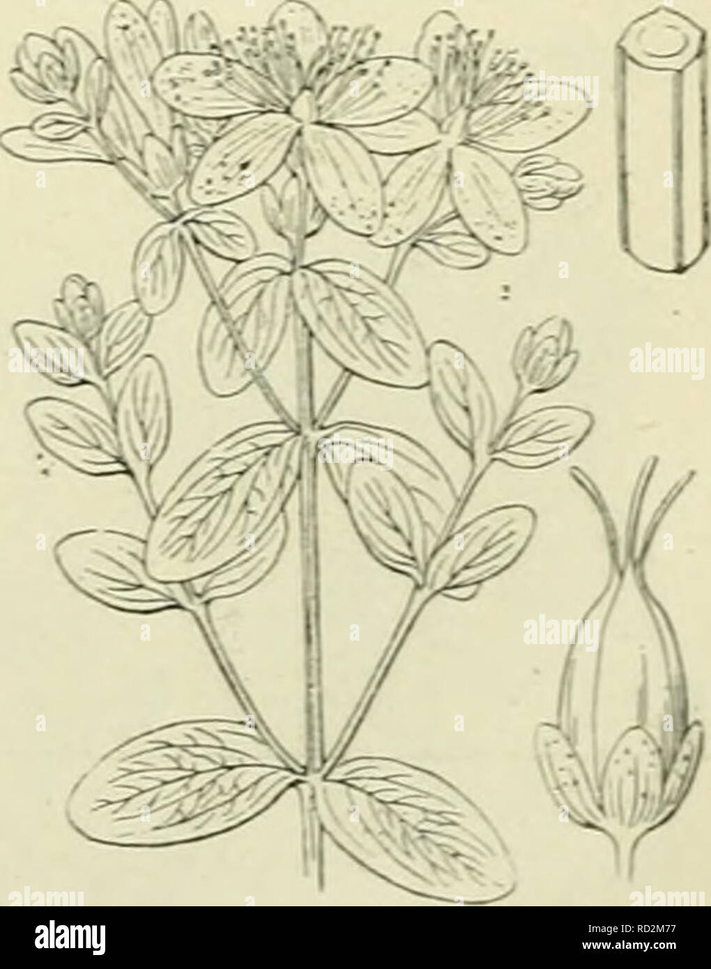De flora van Nederland. Plants. HypericuTn tetrapter-ara Fis. 403. H.  tetrapterum &gt;• Fr. Gevleugeld hertshooi (tig. 403). Uit den vrij wel  kruipenden wortel komt een gewoonlijk aan den voet iets gebogen,