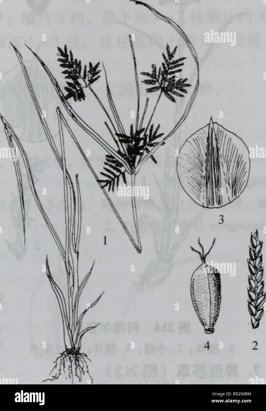 Da Bie Shan Zhi Wu Zhi Botany A 213a Ec C Ee 1 Ae Ae ªi 2 A C C I 3 E Ci 4 A e A 212c C Ee 1 Ae Ae ªi 2 E Aºi 3 A C C I 4 E Ci 5 e 5 A Ec C Eei A 213 Cypenis Microiria Steud A A Ceae e Ae C Ei Aee Ae Ae C A Ci C C I Ea Ae A I E 50ac Ca