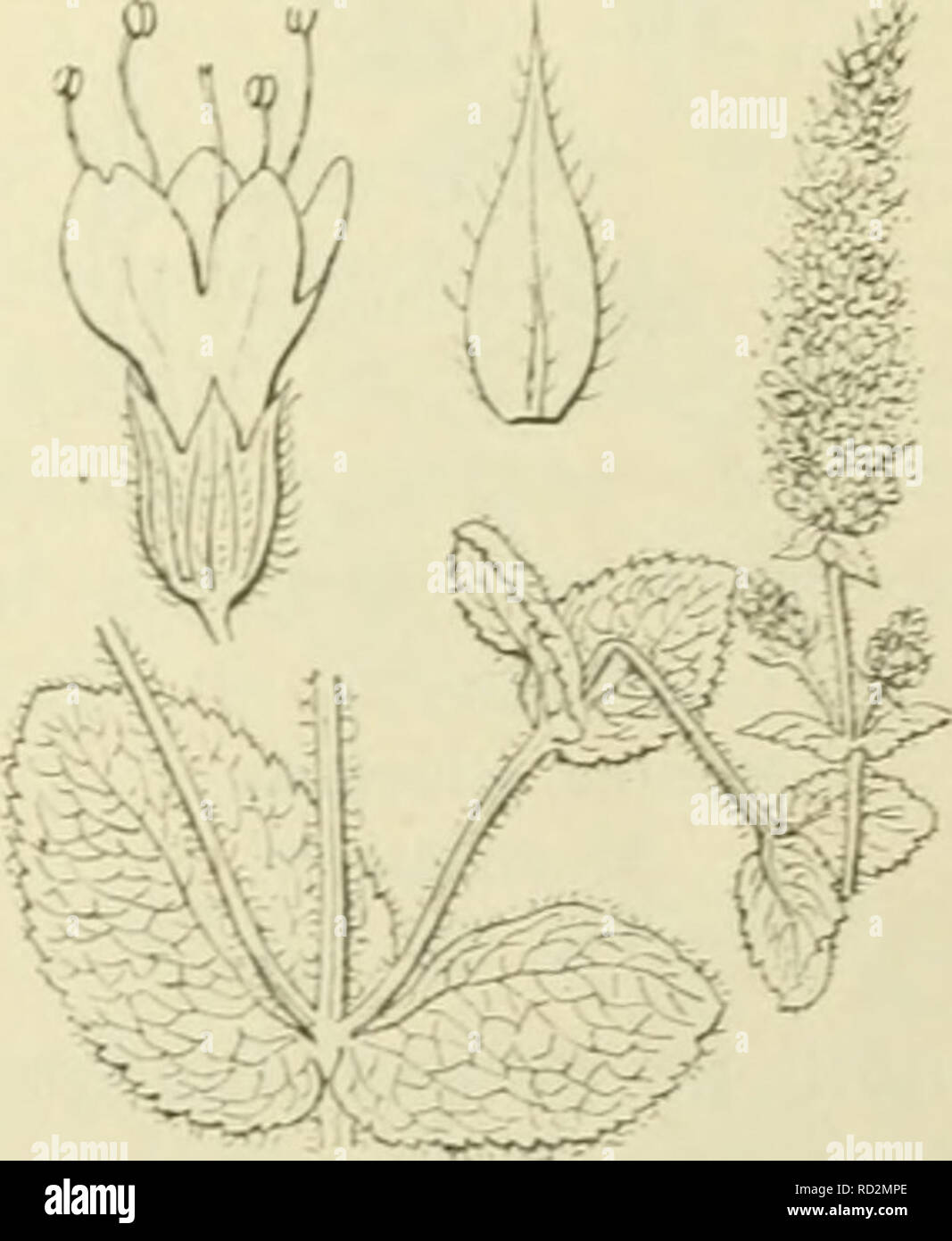 . De flora van Nederland. Plants. FAMILIE 95. LABIATAE. — 197 öö. Hoopjes bloemen alleen in de bovenste bladoksels, urootendeels lot een ein- dclinKSche, iioofdjesaclitine bloeiwijze samenucdronKen. waaronder zich noR slechts 1-2 (zelden meer) iets verwijderde bevinden. Kelkbnis aan den voet sterker behaard, cylindrisch-trechtervormin, 13-nervi(,;, uek'roefd. Kelktanden lancet-priemvormiR, veel meer nn^ dan breed. . M. a«inatieu biz. 198. Hoopjes bloemen alle in de oksels van gewone bladen. Kelkbnis klokvormiR, lO-nerviR, niet ^ejiroefd. Kelktanden driehoekiR, even lan^ nis breed. M. iirvensl Stock Photo