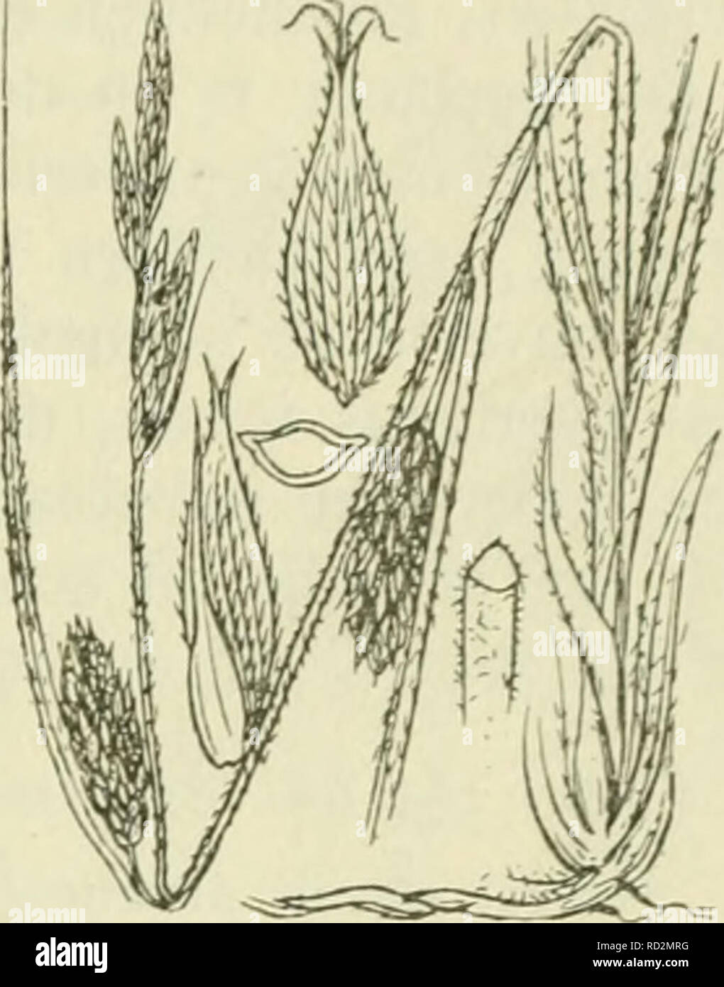 . De flora van Nederland. Plants. FAMILIE 17. — CYPERACEAE. — 411. Carex hirta FiK. 339. geelbruin. De vruchten zijn breed-oiiigekeerd eirond, driekantig, stomp, geelbruin, vaak niet ontwikkeld. 4- 3-10 dM. Mei, Juni. Voorkomen in Europa en in Nederland. De plant komt in Midden- en Noord-Europa in diepe lage venen voor, vaak veel bijeen. Zij is bij ons vrij zeldzaam. C. hirla') L. Ruige zegge (fig. 339). Deze plant is grasgroen en heeft een kruipenden wortelstok. De stengel is rechtopstaand of opstijgend, stompkantig (fig. 339), alleen onder de mannelijke aartjes ruw, bebladerd , omstreeks eve Stock Photo