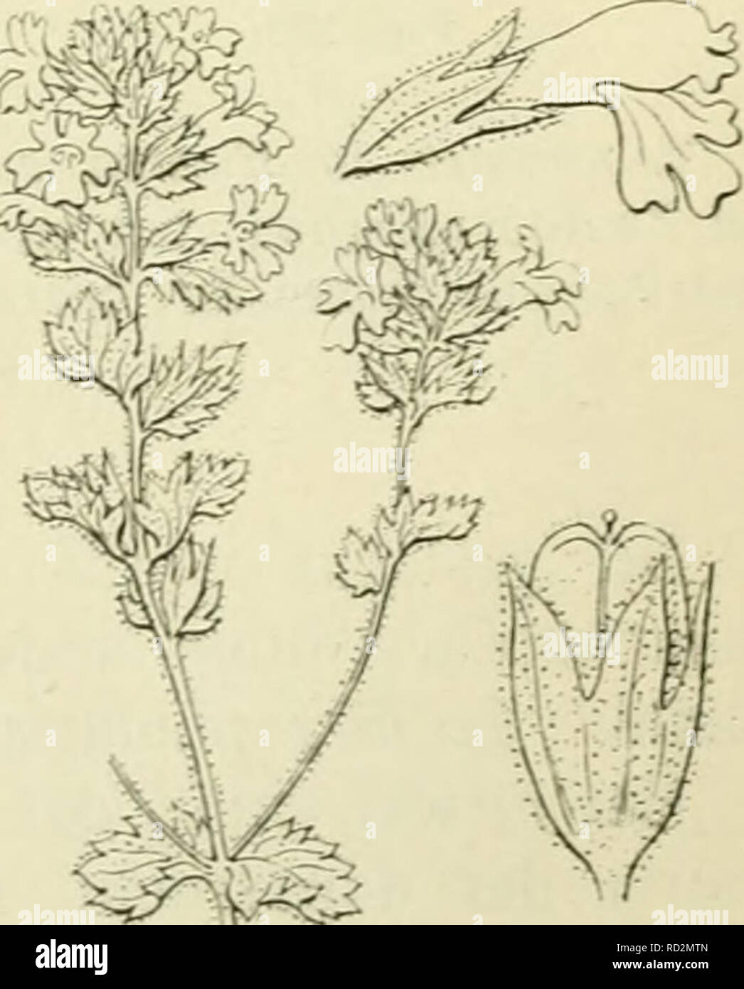 . De flora van Nederland. Plants. Euphrasia nemorosa Fig. 227. / bloem van voren gezien, 2 bloem van E. Rostkoviana in het begin van den bloei. a stempel, b bovenste lielft van het bovenste helmknopje, c onderste helft van het bovenste vereenigd met de bovenste helft van het onderste helm- knopje, d onderste helft van het onder- ste helmknopje, e stijl. meestal violette strepen , die naar den geel gevlekten voet der lip sameiiloopen De kleine bloemen dezer soort (fig. 227) zijn echter in tegenstelling met de grootere van K. Rostkoviana meer voor spontane zelf- bestuiving ingericht. De stempel  Stock Photo