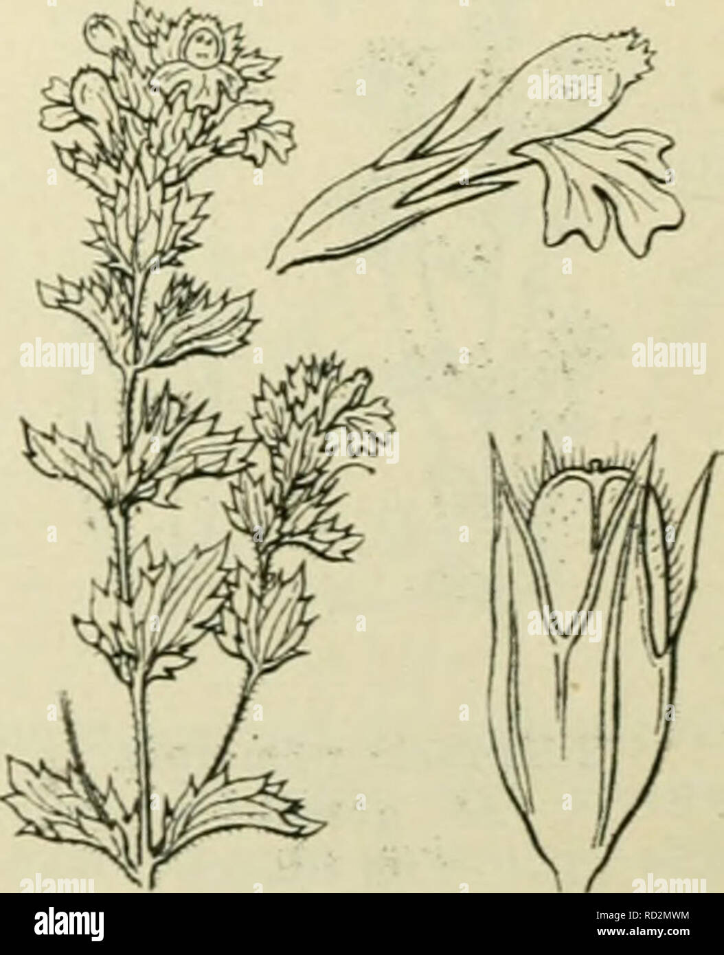 . De flora van Nederland. Plants. Euphrasia lutea Fig. 223.. ') verna = voorjaars. i) nemorosa = bosch. -) littoralis = strand. •&gt;) stricta = stijf. •&quot;') lutea = geel.. Please note that these images are extracted from scanned page images that may have been digitally enhanced for readability - coloration and appearance of these illustrations may not perfectly resemble the original work.. Heukels, Hendrik, 1854-1936. Leiden : N. v. boekhandel en drukkerij voorheen D. J. Brill Stock Photo