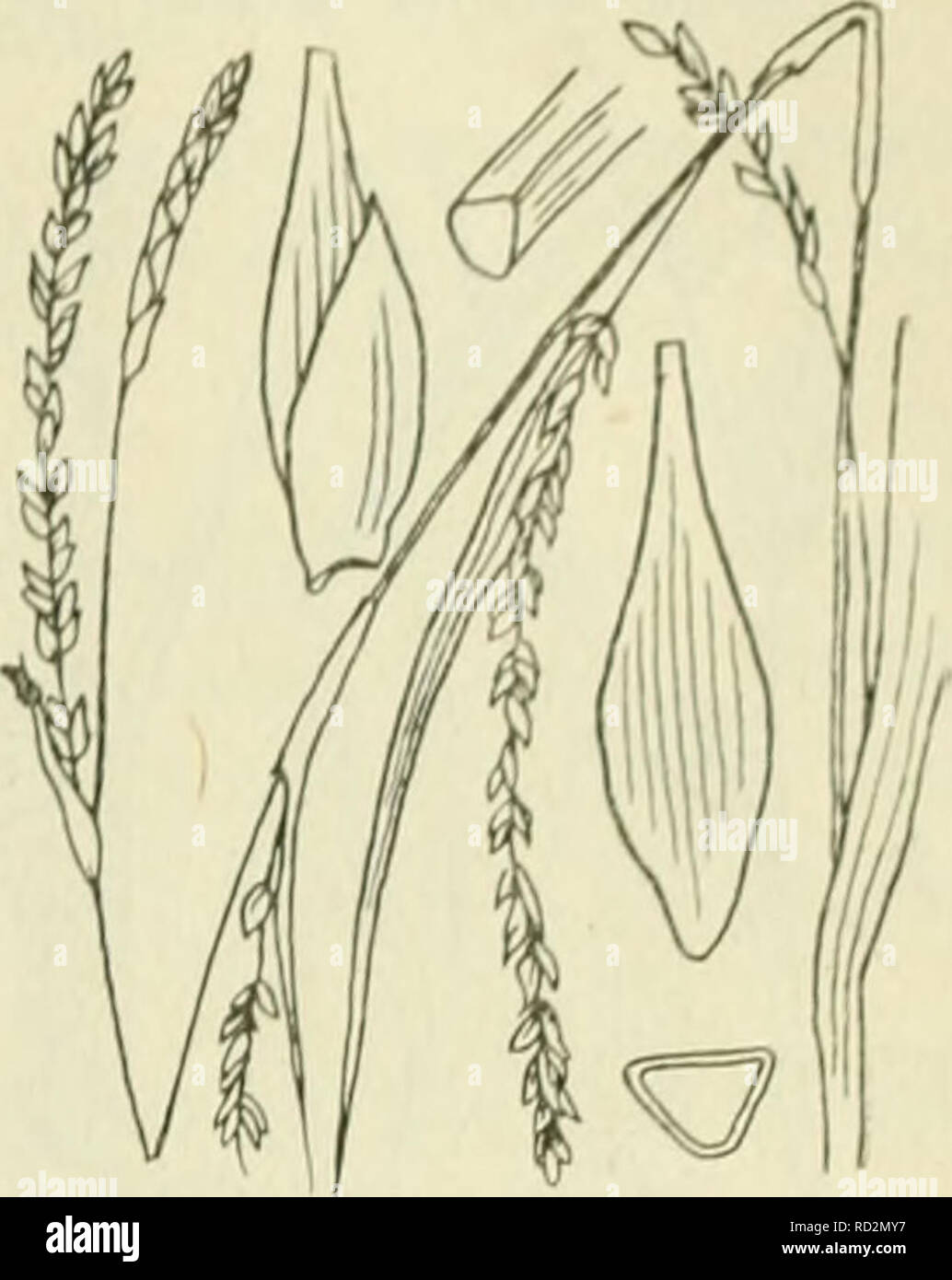 De Flora Van Nederland Plants Fam1l11 17 A Cyperaceae De Flora Van Nederland Plants Fam1l11 17 A Cyperaceae