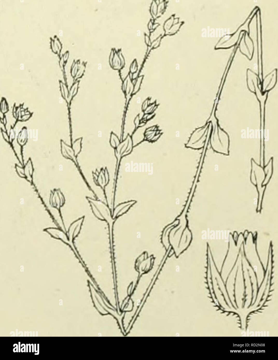 . De flora van Nederland. Plants. &quot;Ir Moehringia trinÃ¨rvia Fig. 158.. Arenaria serpyllifolia Fig. 159. A. serpyllifolia^) L. Zandkruid (fig. 159). Uit den penwortel komt een aan den voet sterk vertakte stengel. De takken zijn uitgespreid-opstijgend en zijn gewoon- lijk niet vertakt. Stengel en takken zijn al of niet behaard en rond. *) Naar een duitsch botanicus P. H. G. Moehring f 1792. ') trinÃ¨rvia = drienervig. â¢'â ) van 'tiatijnsche arena: zand, omdat de plant op zandige plaatsen groeit. &lt;) serpyllifolia = tymbladig , omdat de bladen wel wat op tymbladen gelijken.. Please note t Stock Photo