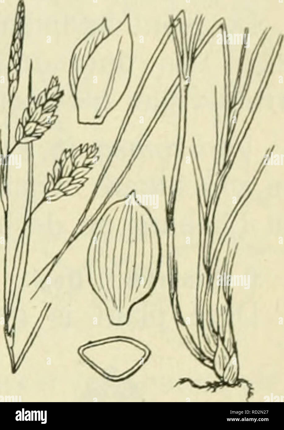 . De flora van Nederland. Plants. FAMILIK 17. CYPERACEAE. — 397. Carex limosa Fig. 317. 4- 1-3 dM. Maart, April, meest iets later dan de vorif^e, soms in den Herfst nog weer. Exemplaren, die in goede weiden groeien, gelijken vaak zeer op C. mon- tana, doch zijn er van te onderscheiden, doordat de kafjes roodbruin zijn en de wortelstok nooit houtig is. Voorkomen in Europa en in Nederland. De plant komt in geheel Europa in droge bosschen, op grazige plaatsen en in de duinen voor. Zij is hij ons vrij algemeen. C. litnósa') L. S l ij k z e s g e (fiR. 317). Deze plant is grijsgroen. Zij iieeft een Stock Photo