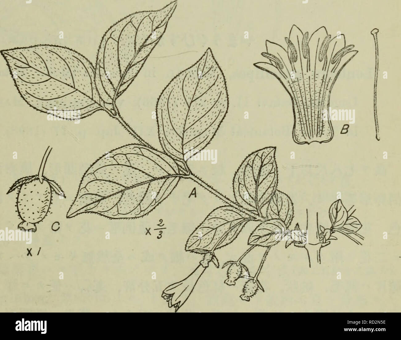 Dai Nihon Jumokushi Trees Shrubs Ae A A I 471 A aa A I C Aºc a Ai Var Fudzimoriana Making Nakaian Journaloi College Of R Cience Tokyo Xlti Art 2 P 80 1921 ºaaae Eac a C A A Caºa a a aai C Aºc a E I Lonicera