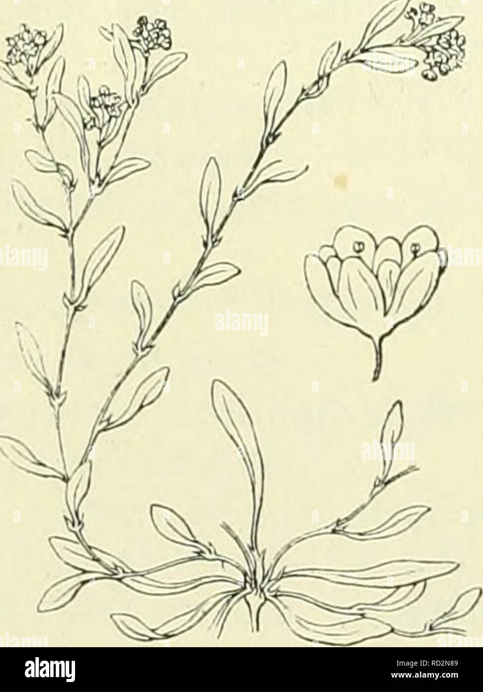 . De flora van Nederland. Plants. 124 — CARYOPHYLLACEAE. FAMILIE 32. Silene Otites, S. vulgaris, S. nutans, Tunica prolifera, Herniaria, Scleranthus perennis en Spergula. 6°. ruderalplanten en akkeronkruiden b.v. Stellaria media en S. graminea, Cerastium arvense, Gypsophila muralis, Spergularia rubra en S. segetalis, Alsine tenuifolia, Silene noctiflorum, S. dichotoma, S. conica en S. gallica, Agrostemma Githago, Scleranthus annuus, Arenaria serpyllifolia en Vaccaria parvifiora. Onderfamilie 1. Paronychioideae A. Br. Bladen verspreid of tegenoverstaand, met droogvliezige steunblaadjes. Bloemen Stock Photo