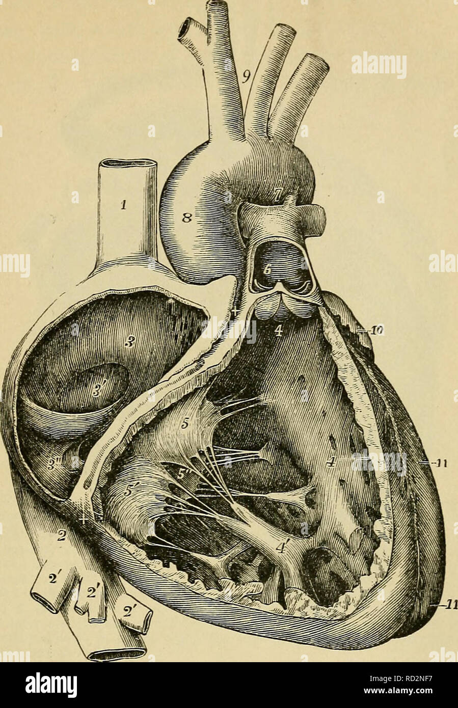. Elementary physiology. Physiology; Physiology. TJie Circidatory System. 117 The wall of the ventricle near the mouth of the pulmonary artery is smooth, and conical in shape {conns arteriosus)^ narrow-. FiG. 64.—Interior of the right auricle and ventricle, exposed by removal of the greater part of their right and anterior walls. (Allen Thomson.)  I, superior vena cava ; 2. inferior vena cava ; 2', hepatic veins ; 3, septum of the auricles; 3', fossa ovalis ; the Eustachian valve is just below ; 3&quot;, aperture of the coronary sinus with its valve; +, +, right auriculo-ventricular groove, a Stock Photo