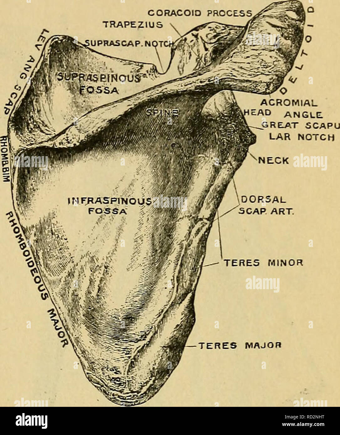 spine of the scapula