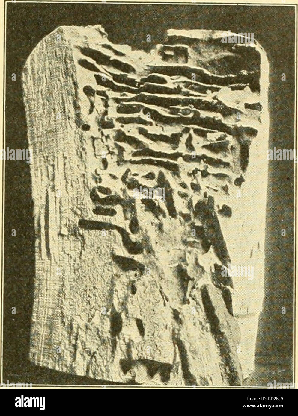 Elementary Biology An Introduction To The Science Of Life Biology Insects And Human Wealth 413 Only Insect That Supplies Food To Man Is The Honeybee Whose Honey Has Been Used By