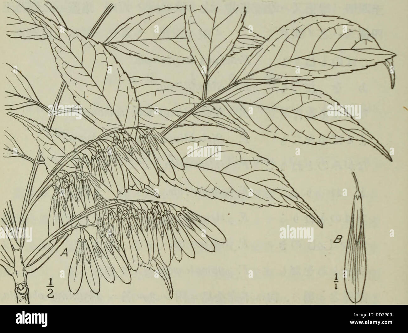 . Dai Nihon jumokushi. Trees; Shrubs. (290) J m 5 ç¬¬äºç¯å´çè±åºé¡ Sect. Fraxinaster, Alph. de CandOLLE Prodromus sjstematis naturalis regui vegetabilis VIII. p. 276. (1844). è±åºãåå¹´ãæãèè ã¨ãªçãºãæè¦åãç¡å½ãè±ç£ãã³. ãã¡ãï¼ãIwxinus manashuricaä¹-å±¬ã¹ ãã¯ã®ã¨ã-ããï¼ç¬¬ç¾å -ååï¼ Fraxmus longicuspis, (siebold et Zuccarinilu Abhandlungen der mathematisch-phjsicalischen Klasse dar. ç¬¬ç¾å -ååA.æåºãéã¯/^ç¡B.ç¿ æã¯èªç¶å¤§. Please note that these images are extracted from scanned page images that may have been digitally enhanced for readability - coloration and appearance of these illustrations may no Stock Photo