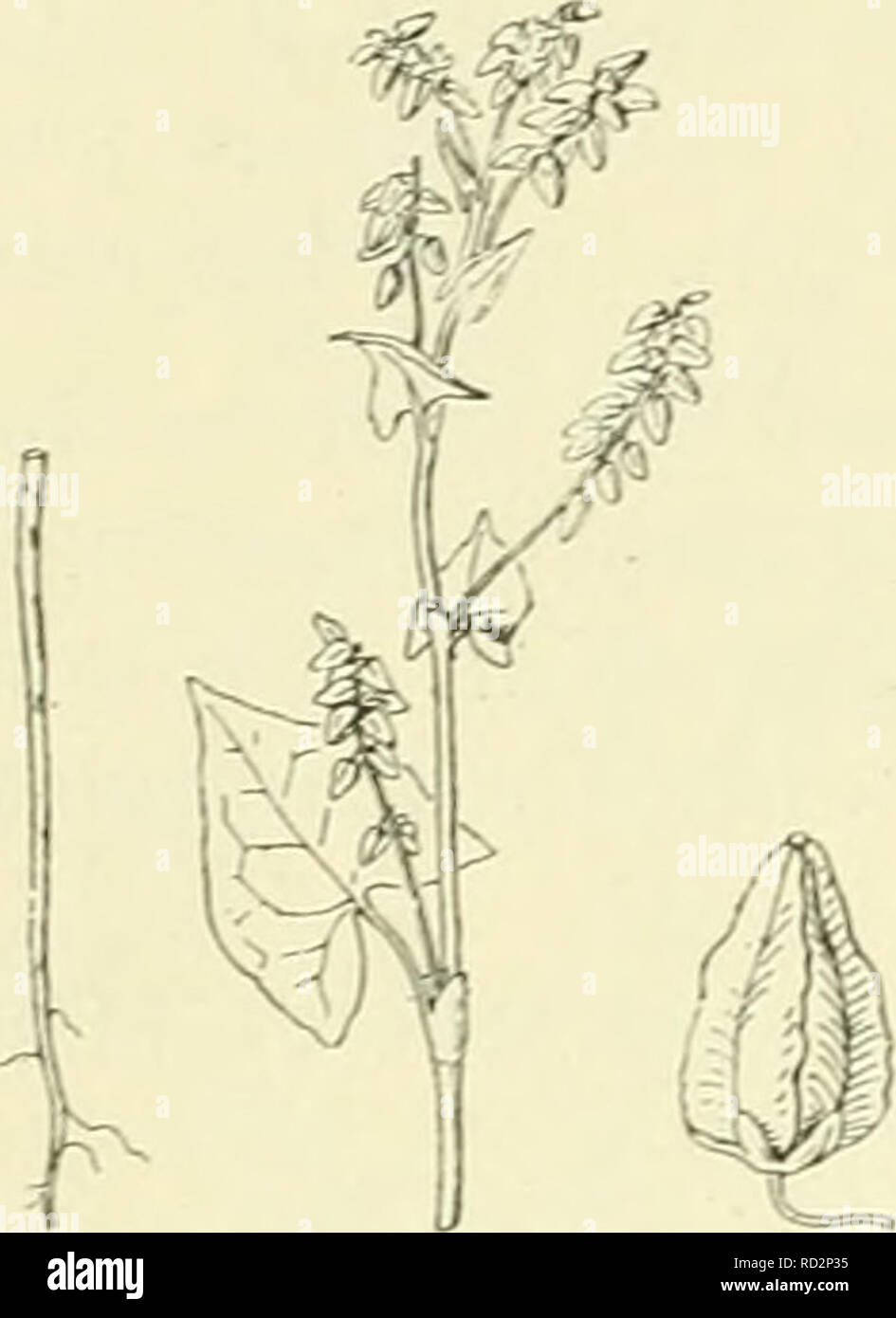 . De flora van Nederland. Plants. 88 — CHENOPODIACEAE. Familie 30. F.tataricum 'jGaertn. (Polygonum tataricum L.) Fransehe boekweit. (Fig. 91). Deze soort gelijkt op de vorige, doch is door de groenachtige bloemen minder opvallend. De stengel is rechtopstaand, wat heen en weer gebogen, rond , meest groen. De bladen zijn meest meer breed dan lang, doch overigens gelijk aan die bij de gewone boekweit. De tuitjes zijn langer, doch toch nog kort en ongewimperd. De bloemen staan in kleine, gesteelde aren in de bladoksels, bovendien is er een eindelingsche, afgebroken aar zonder bladen en die vaak h Stock Photo