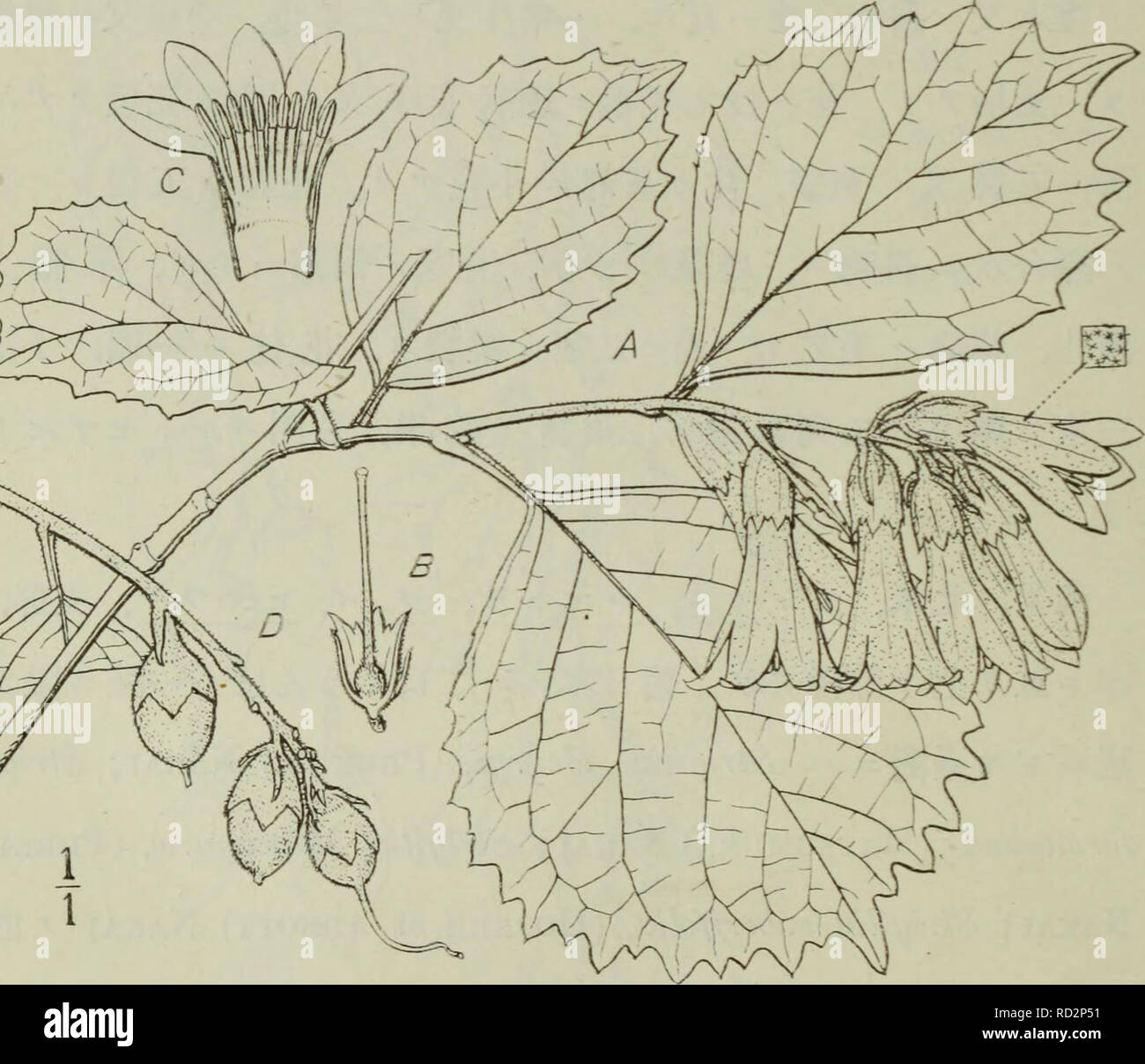 . Dai Nihon jumokushi. Trees; Shrubs. (25G) é½å£¤æ ç§ ãã¯ãããã»ã C^fiç¾ååã¼åï¼ Strigilia Shiraiana, (MajvIno) Nakai comb. nov. Syn. Styrax Shiraiana, Making in Tokyo Botanical Magazine XII. p. 50.(1898). é«ãµä¸ä¹è³äºç±³çªãçæ¨ãè¥æãããæçæ¯ã¡ãªãèæãåºé¨ã è½ã²å ã ãèæãèè£ããâ¦æçæ¯ã¡ãªãèèº«ãè¡¨é¢ãç¶ è²ç¡æ¯ã å¸¸ãå»£æ¿¶ããªãè±ãæãå ç«¯ã¥ç¸½çè±åºã²ãã³ãæçæ¯å¯çã¹ã. Please note that these images are extracted from scanned page images that may have been digitally enhanced for readability - coloration and appearance of these illustrations may not perfectly resemble the original work.. Nakai, Takenoshin, 1882-; Ko Stock Photo