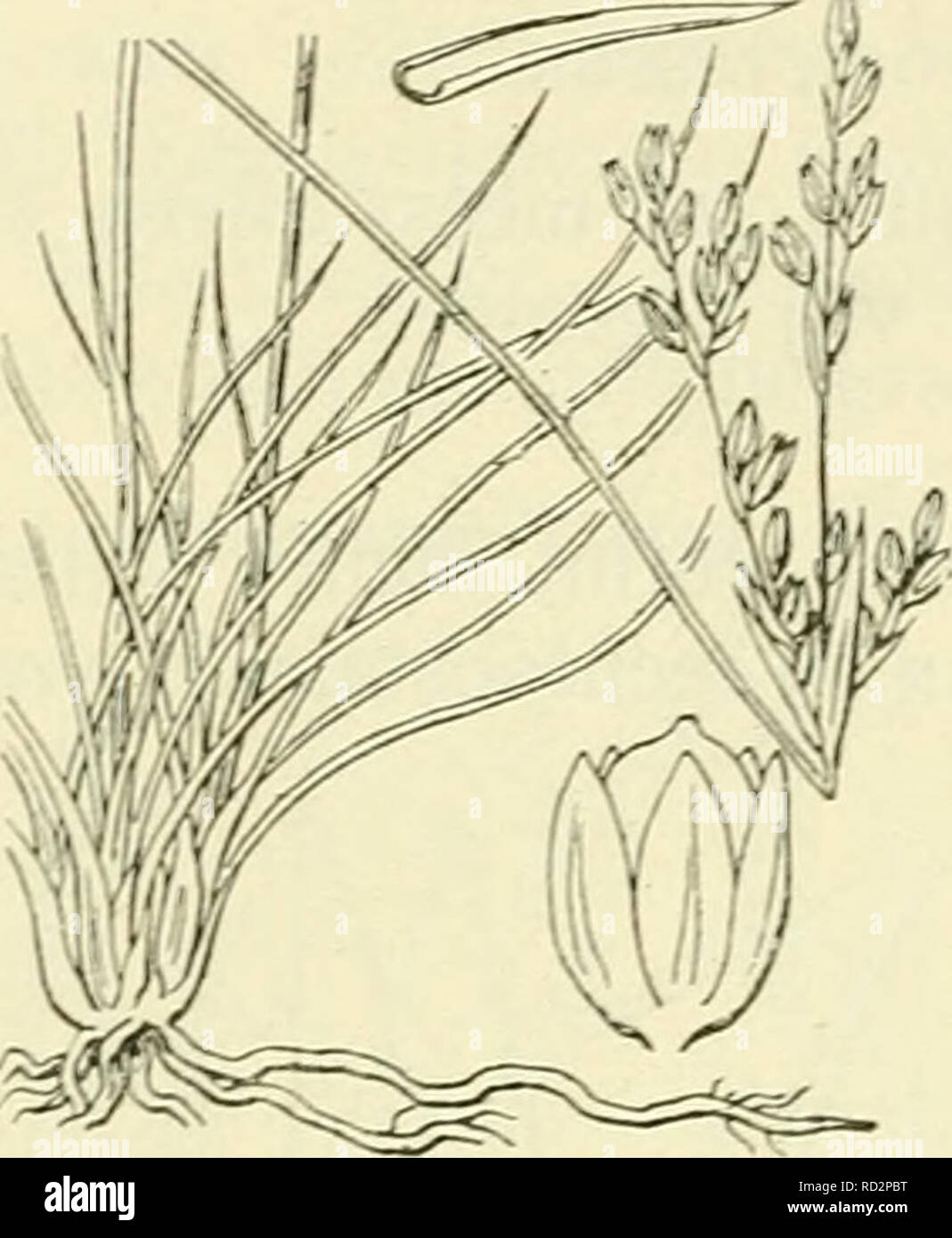 . De flora van Nederland. Plants. 302 JUNCACEAE. — FAMILIE 12.. Juncus squarrosus Fig. 212. samengedrukt, aan de eene zijde gewelfd, veel langer dan de wortelbladen. De bladen hebben een tamelijk wijde, geoorde scheede en een smalle, borstelvormige, stijve, afstaande, iets geel- of bruingroene schijf. De bloeiwijze is meest een samengestelde speer, 3-10 cM lang. Het onderste schutblad is meest bladachtig, korter dan de bloeiwijze, de andere schutbladen zijn vliezig. De bloemen staan meest dicht bijeen. De schutblaadjes zijn breed lancet- vormig, in het midden groen, vliezig gerand, circa 6 mM  Stock Photo