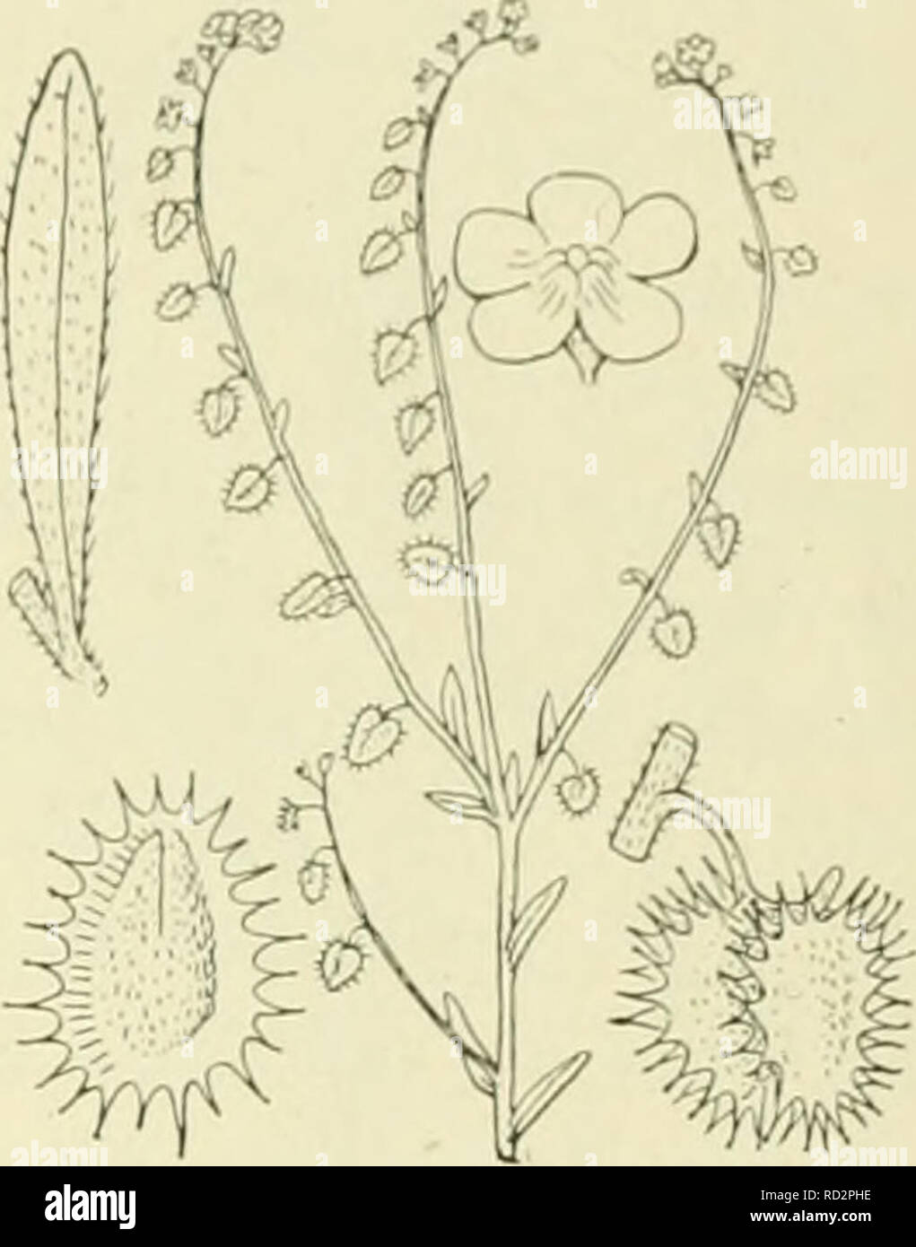 . De flora van Nederland. Plants. FAMILIE 92. — BORAGINACEAE. — 83. Lappula deflexa Fig. 101. zoodat kruisbestuiving volgt. Blijft insectenbezoek uit, dan is spontane zelfbestuiving onvermijdelijk, doordat de lielmkuopjes en de stempel zoo dicht bijeen liggen. Volgens sommigen zijn de bloemen lieterostyl, met kortere en langere bloemkroonbuis (zie Primula). De vruchten worden door hunne haakvormige stekels door dieren en door den mensch verspreid. Voorkomen in Europa en in Nederland. De plant komt in geheel Europa op droge, zandige plaatsen voor. Bij ons is zij meest aangevoerd op allerlei gro Stock Photo