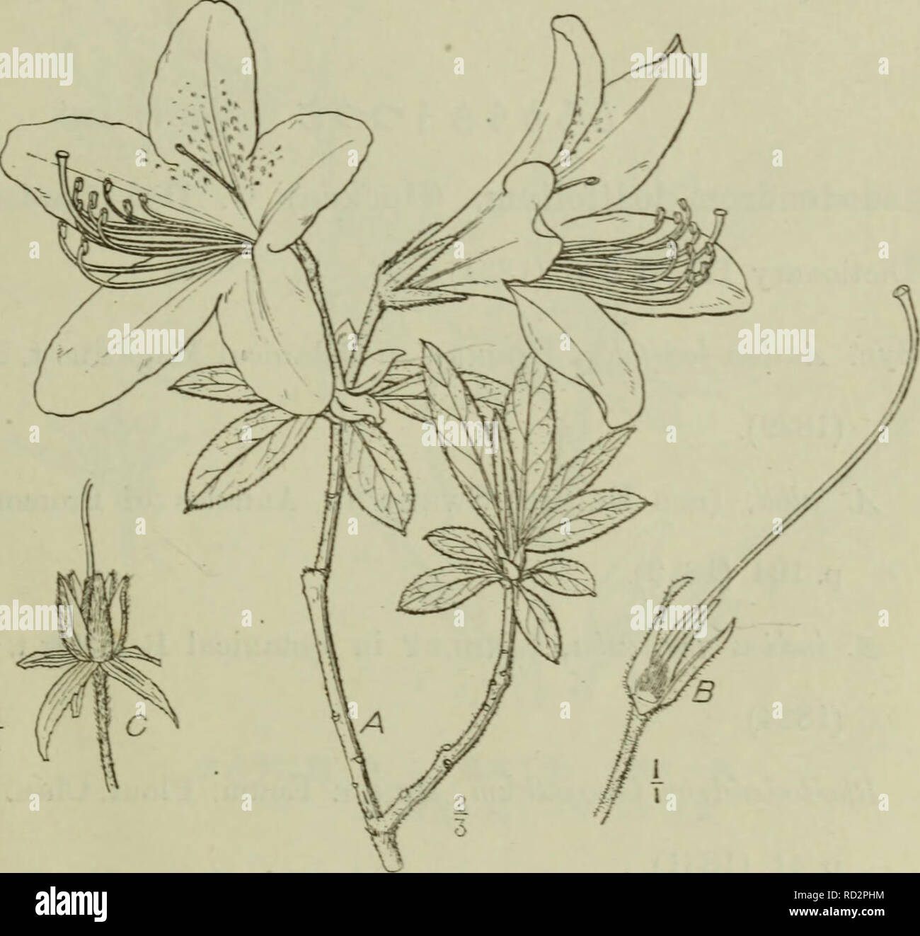 . Dai Nihon jumokushi. Trees; Shrubs. m m (109) Syu. Azo.Iea rosriiarhv'foUa, Bur:jaxn Flor;i Indica p. 43. t. 3. f. 3.(1768). Rhododendron macrosejm!urn, MATsriiUEA Index Plantarnm Japonic-arumã§I. '2. p. 4oo. p. p. (L912). é«ãµåä¹è³äºå°ºãçæ¨ãæãç«ããæãåæ¯å¯çã·å¾ã è ºæ¯ã² äº¤ãï¼æ¥èãæ«éå½¢åãåæ«éå½¢ï¼é·ãµåä¹è³äºçï¼è¡¨è£ãèç·£. ç¬¬å -åã¼åãè±ãèããéã¯'ã¬é° I B.é;ï¼ãè¦ããä¸é¨C.æèµ ç-ã¥æ¯ã¡ãªãç§èãåæ«éå½¢ãã³ã¯åã·ãè±ãæãå ç«¯ãæ··è½ã ä¸-å¤®-ä¸ä¹è³ä¸åå®çã¸.è±ç¡¬ãé·ãµä¸çé¤ãæ¯ãè ºæ¯ãã¢ã¸ï¼. Please note that these images are extracted from scanned page images that may have been digitally enhanced for readability Stock Photo