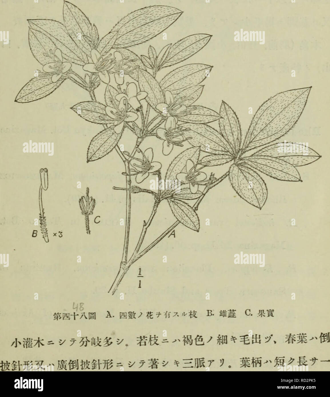 Page 2 Koizumi R High Resolution Stock Photography And Images Alamy