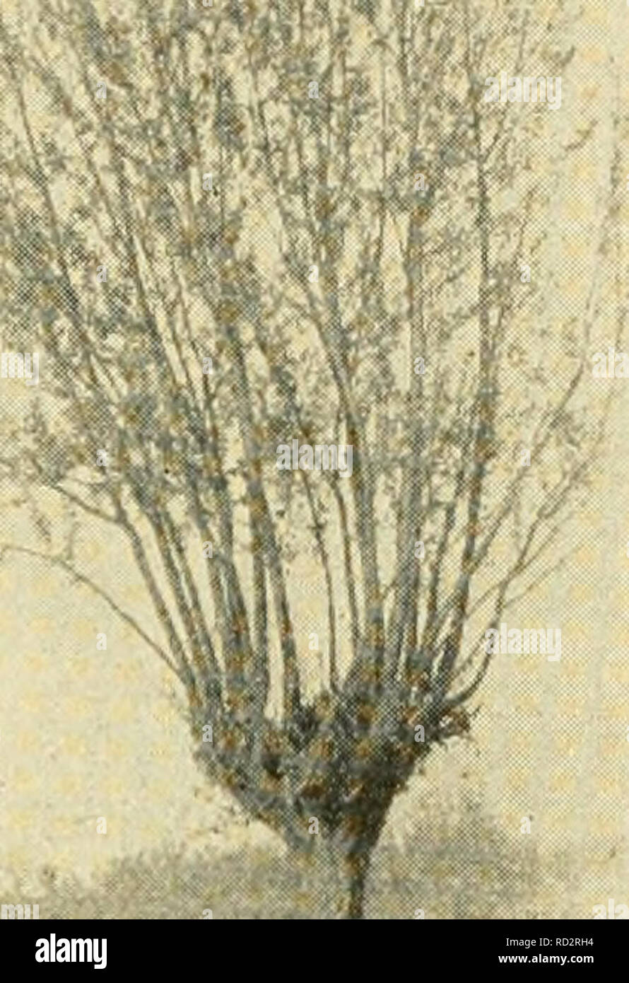 . Elementary biology; an introduction to the science of life. Biology. Fig. 109. Pollarded trees White poplars {Populus alba) pollarded to supply building poles in Chinese Turkestan. Pollarding is the pruning or trimming of the branches of a tree so as to make more twigs develop. (From a photograph by F. N. Meyer, of the United States Bureau of Plant Industr}') It is possible by grafting buds or twigs to get several different varieties of apples, for example, to grow on the branches of one tree. As a rule, only closely related varieties of plants can be made to graft on one another in this way Stock Photo