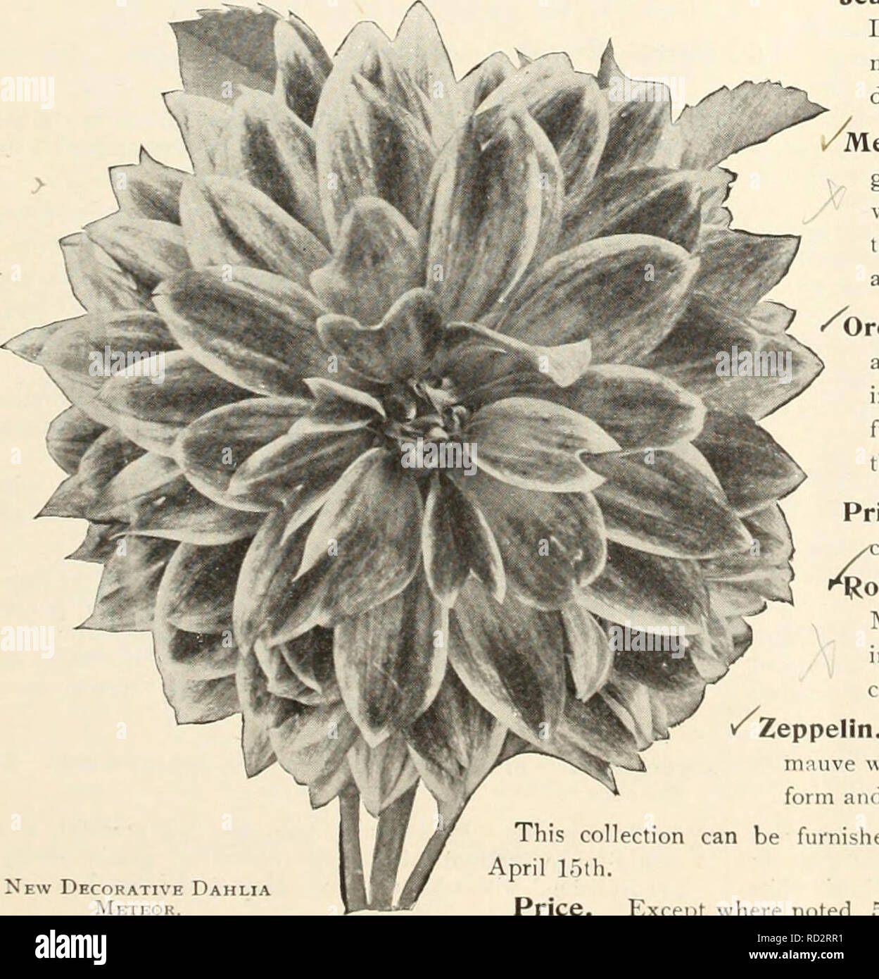 . Dahlias. Flowers Seeds Catalogs; Nurseries (Horticulture) Catalogs; Dahlias Seeds Catalogs. New Decorative Dahlia Breezb Lawn.. New Decorative Dahlia Meteor. Jean Wood. Probably a seedling of Mme, Van den Daele and similar in color, a delicate silvery-rose, but a much shaplier flower than its parent, being of true decorative form. An early, free and constant bloomer. Meteor. An attractive, showy, fancy variety; the ground color a brilliant cardinal-red, edged and marked with primrose-yellow. The flowers are not large, three-and-one-half inches in diameter, of perfect form and very freely pro Stock Photo