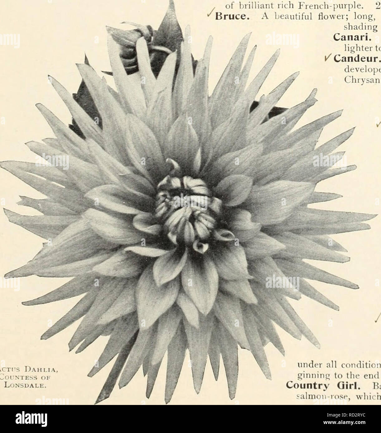 . Dahlias. Flowers Seeds Catalogs; Nurseries (Horticulture) Catalogs; Dahlias Seeds Catalogs. le centre; /. Bessie Palliser a golden sheen twisted and curled.. Cactts Dahlia col-ntess of Lonsdale. Cactus Dahlia. CaNDIiLiH. Roman-ochre suftused with salmon, with at the base of the long petals, which are 15 cts. each. Bismarck. One of the best intense fiery-reds; gracefully formed flower, with incurved petals on stiff stems held well above the foliage. 35 cts. each, 'Blaustrumpf {Blue Stocking). A very distinct deep pur- ple with bluish suffusion; a good flower. 35 cts. each. &quot;^Blenda. A la Stock Photo