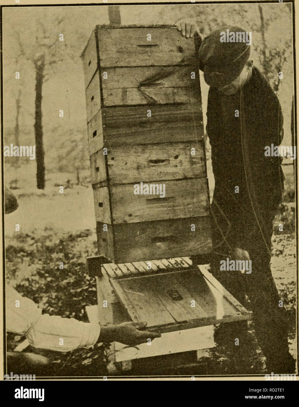 . Dadant system of beekeeping. Bees. DADANT SYSTEM OF BEEKEEPING 77. Fig. 42. Method of lifting supers to put on escape-board the clay. It makes a stronger cement. Beginners, with new hives, may laugh at the makeshifts of the practical beekeeper. But the time comes when they find themselves compelled to use similar makeshifts.. Please note that these images are extracted from scanned page images that may have been digitally enhanced for readability - coloration and appearance of these illustrations may not perfectly resemble the original work.. Dadant, C. P. (Camille Pierre), 1851-1938. Hamilt Stock Photo