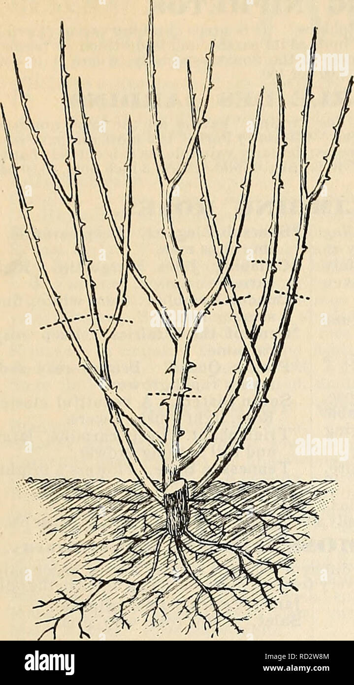 . Dealers and florists wholesale list of plants. Seed industry and trade Catalogs; Seeds Catalogs; Flowers Seeds Catalogs; Plants, Ornamental Catalogs. PETER HENDERSON &amp; CO., NEW YORK.—WHOLESALE PLANT LIST.. HARDY DORMANT ROSES.—Continued. DORMANT ROSE, SHOWING HOW PLANTING AND PRUNING ARE DONE Prune when planted and as shown on dotted lines. Eugene Furst. Velvety crimson, very large flower, with broad massive petals quite double; a distinct and valuable Rose. First among crimsons. Fisher Holmes. Finely shaped flowers and buds, intense, dark &quot;velvety crim- son ; considered by connoiss Stock Photo