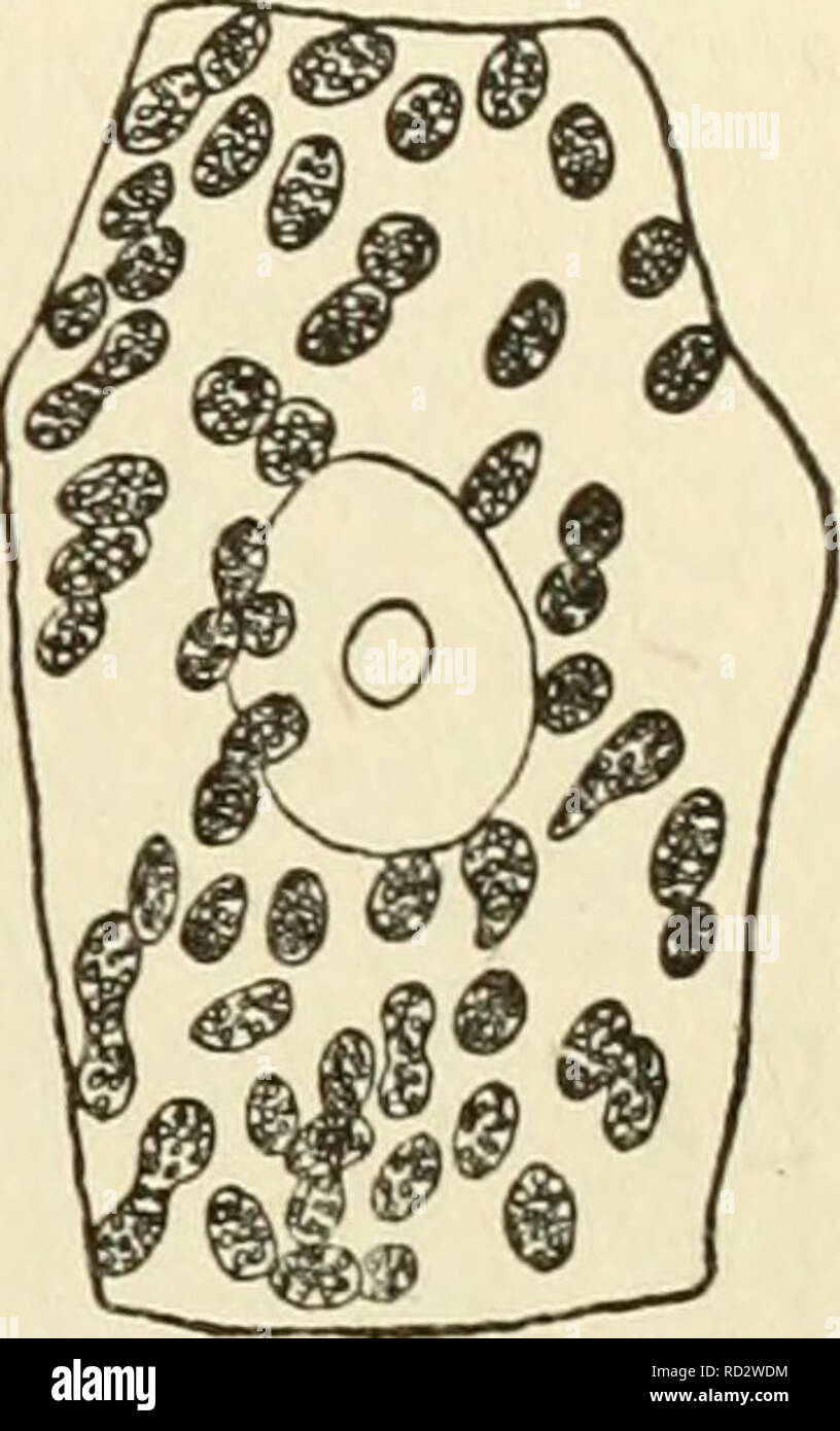 The Cytoplasm Of The Plant Cell Plant Cells And Tissues Protoplasm Chapter Vi A 49 A The Plastids And That These Granules Present The Histochemical Characteris Tics Of Lipides And Not