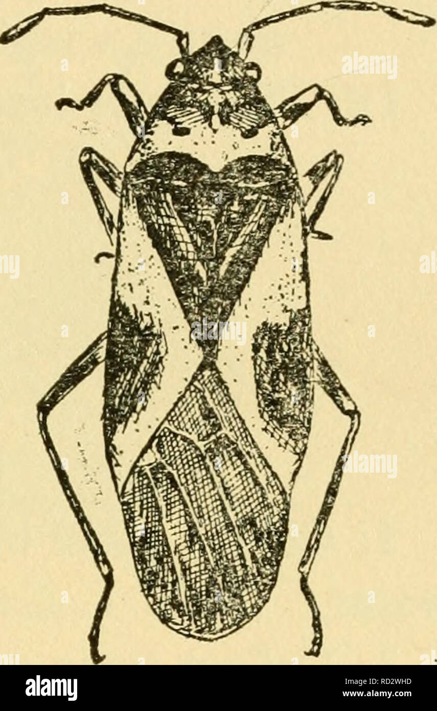 Stylet Insect . Elementary lessons on insects. Insects. VII HEMIPTERA The True Bugs ...